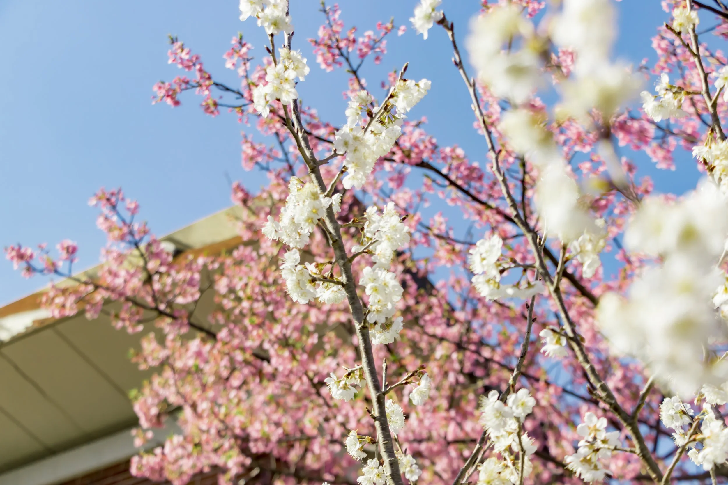 Ornamental flowering tree in bloom