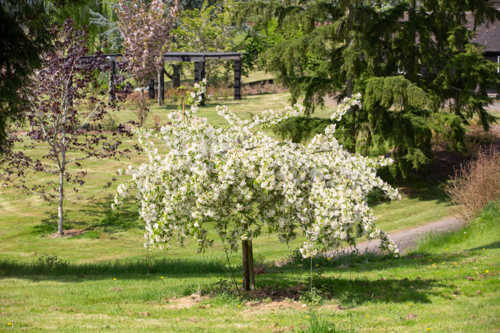 Flowering ornamental tree in garden landscape during early spring