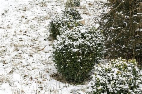 Garden hedge covered with snow in winter