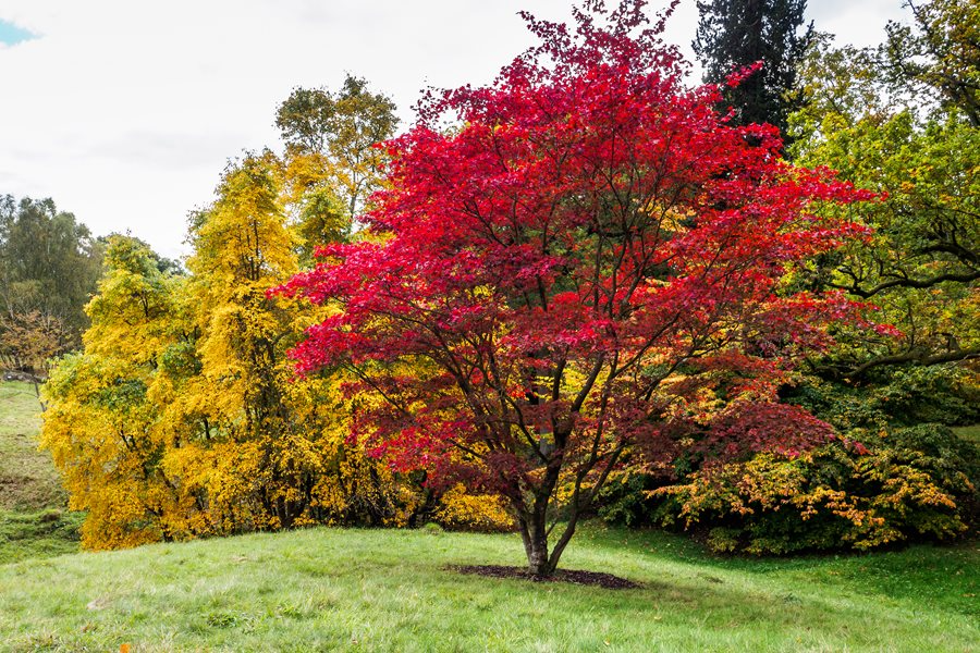 Which Trees to Shape Now