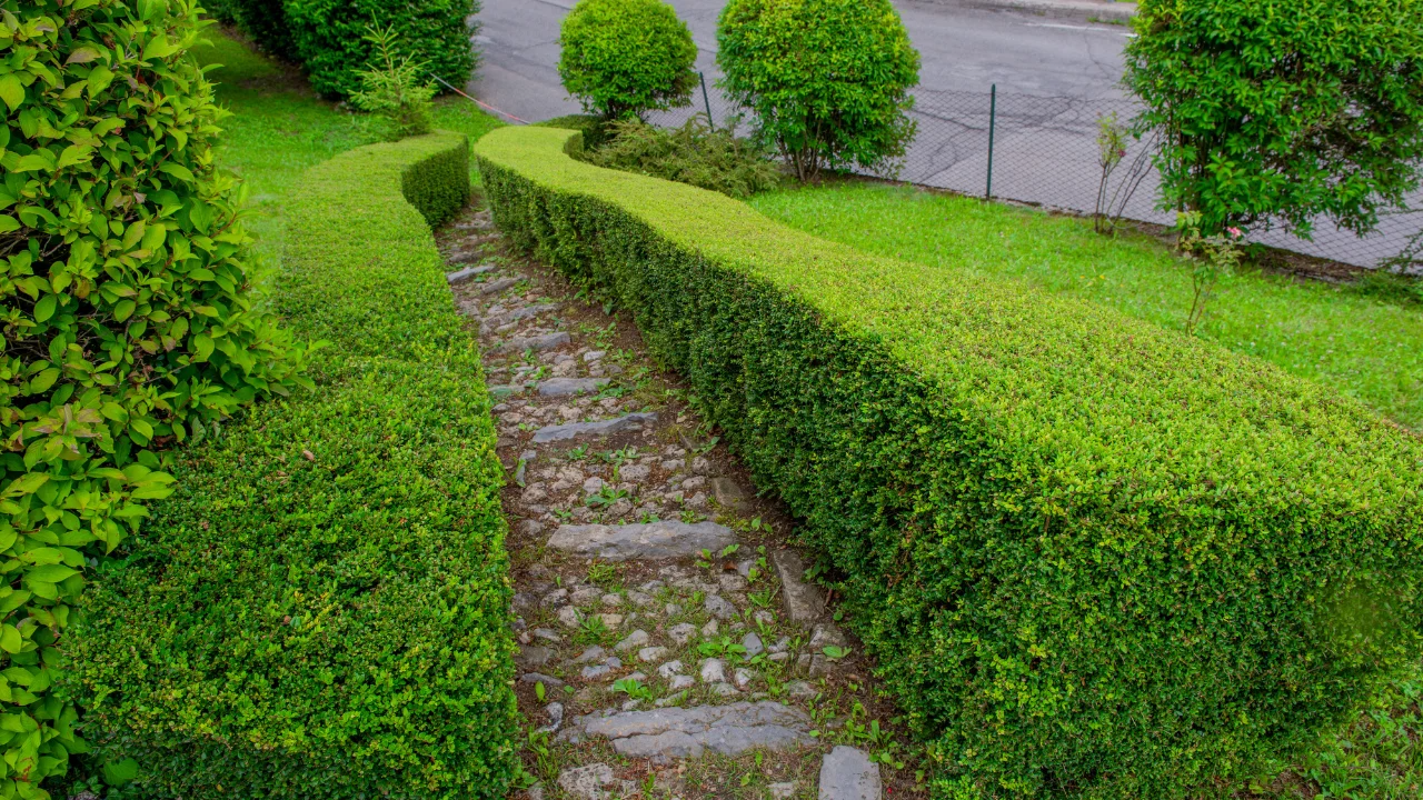 Shaping Hedges