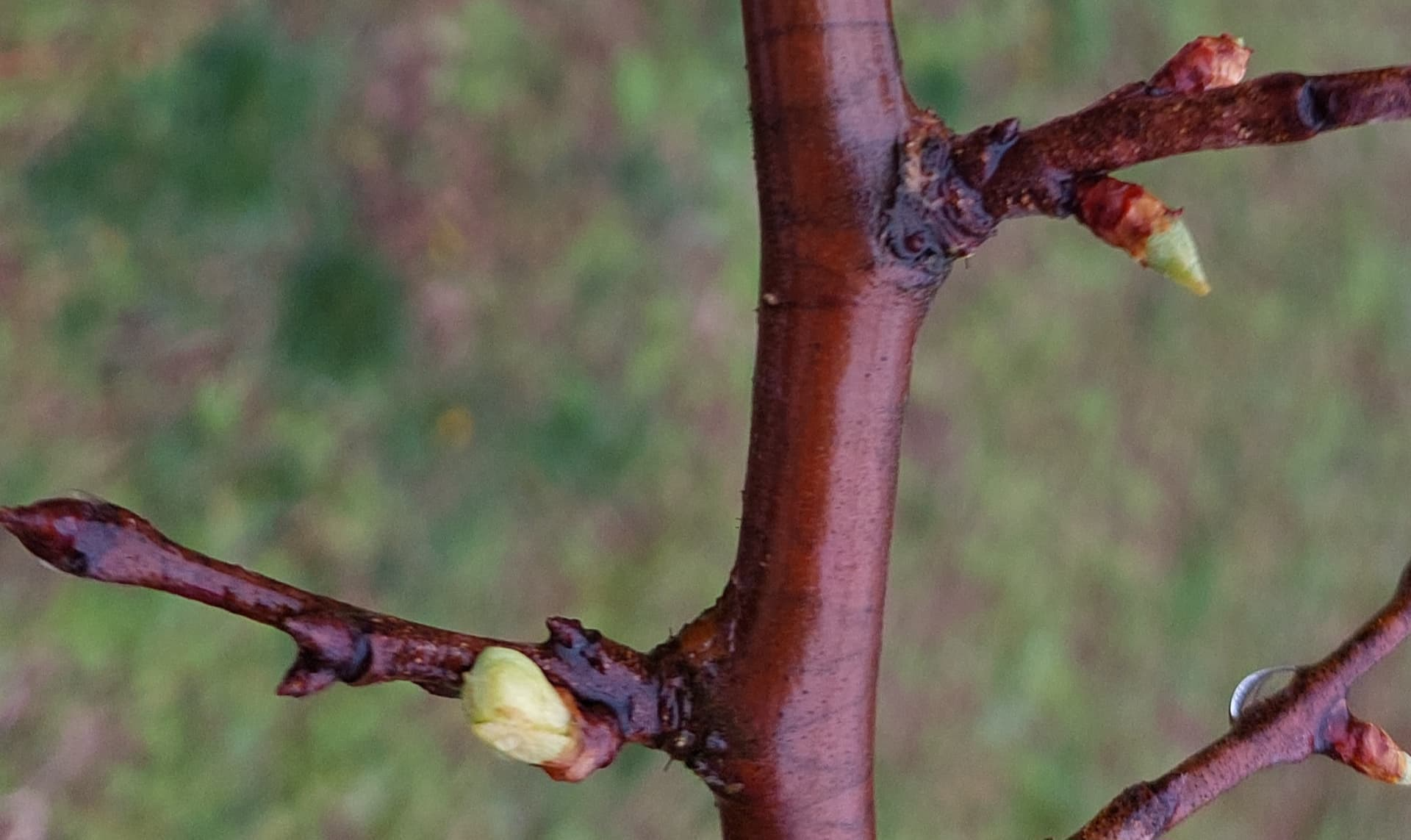 Encouraging Fruit Spurs