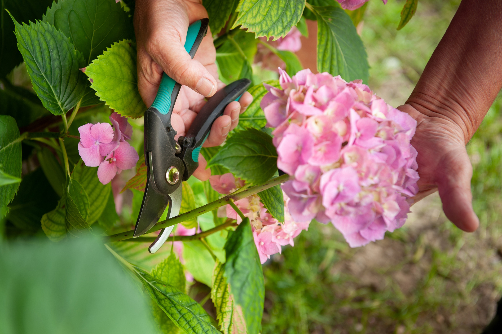 Light Shaping Without Sacrificing Next Year's Blooms