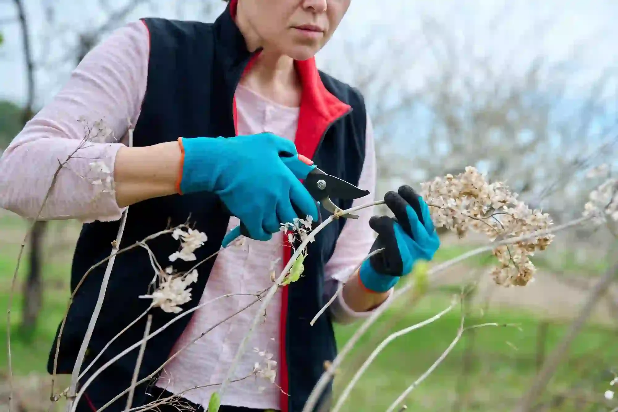 hands of female gardener in gloves with secateurs
