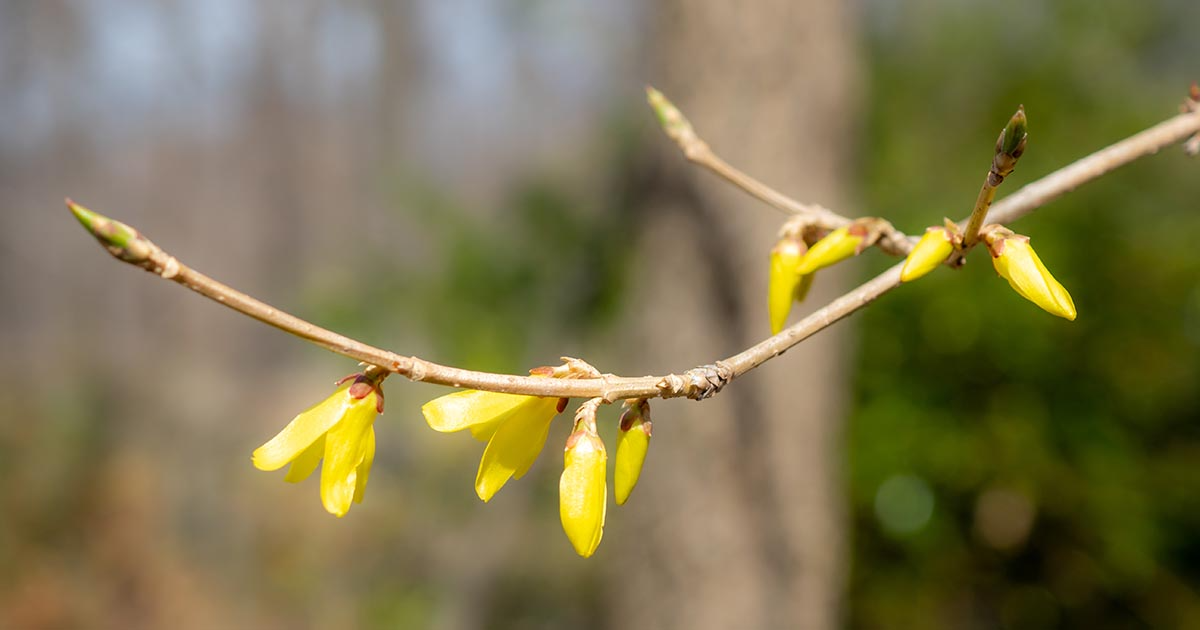 Forsythia branch with yellow spring flowers