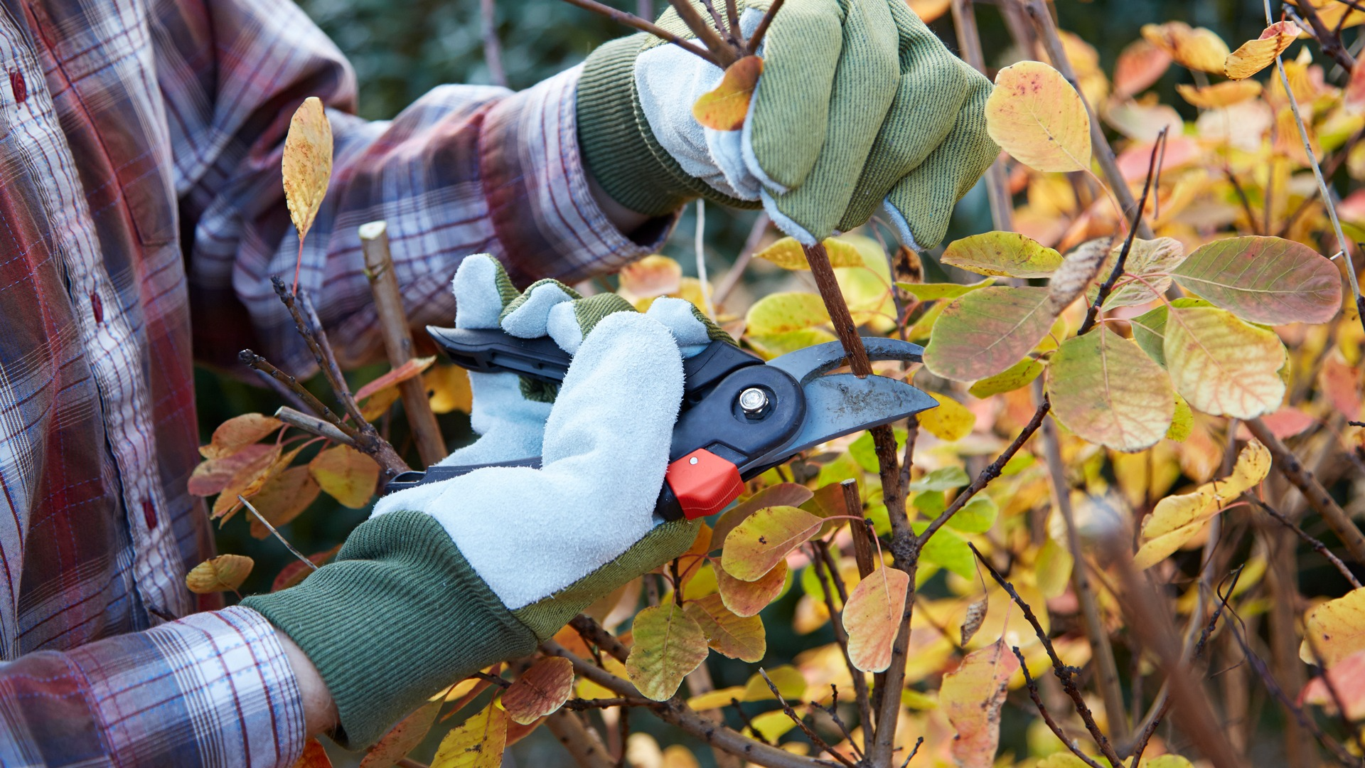 Pruning Early-Season Perennials for Rebloom | Expert Pruning Seacoast NH