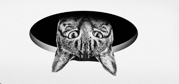 Cat peek (placeholder image)