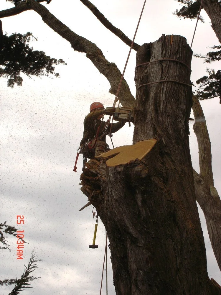 cypress removal.jpg