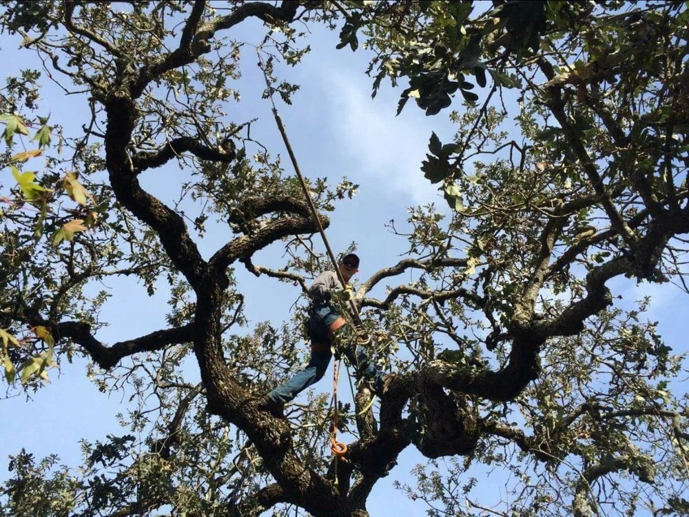 Pole Pruning in an Oak Tree