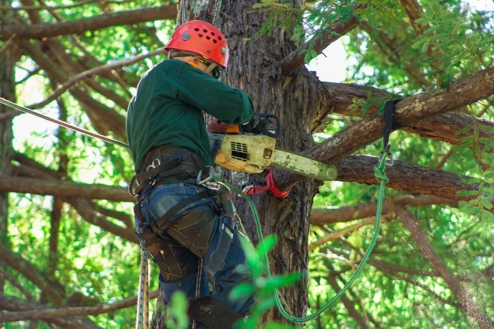 Pruning
