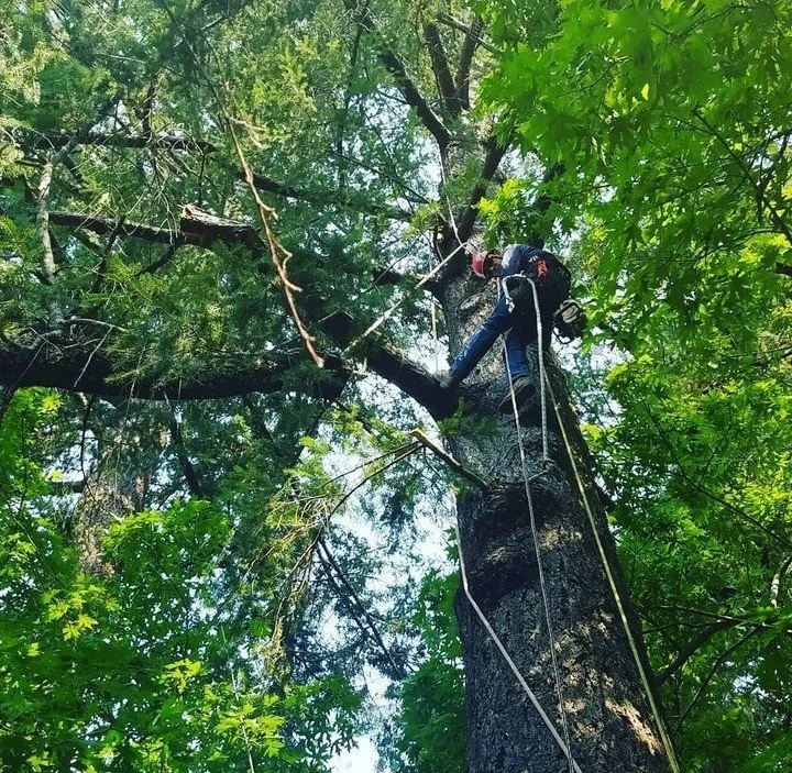 Removal of a broken limb on a powerline