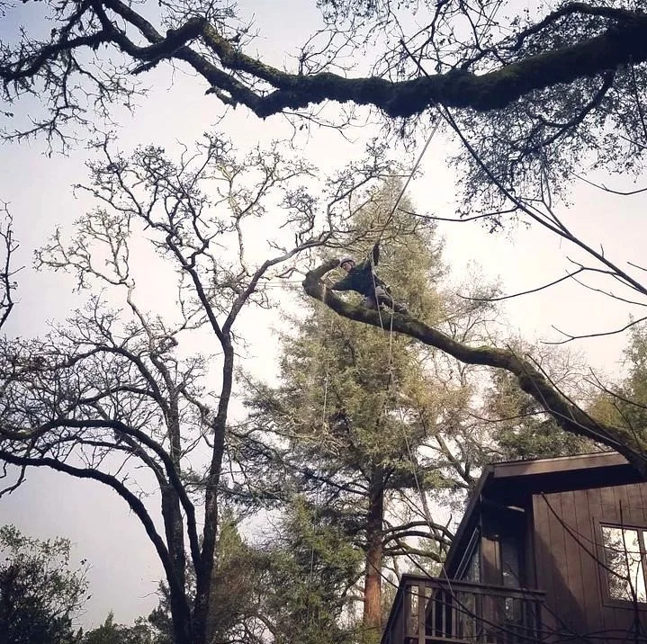 Urban Arborist Sam La Rue removing tree limb from a roof