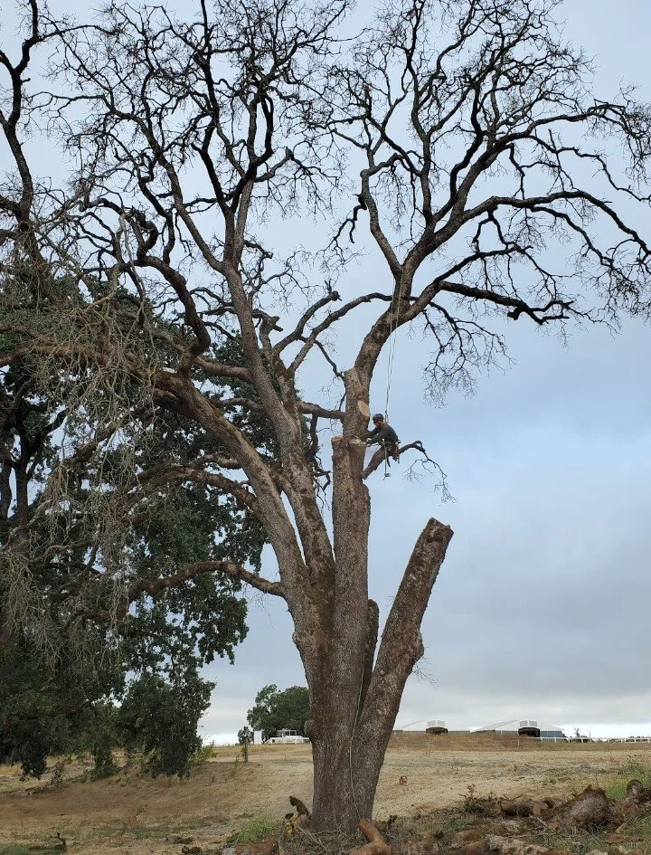 removing multi-leader tree.jpg
