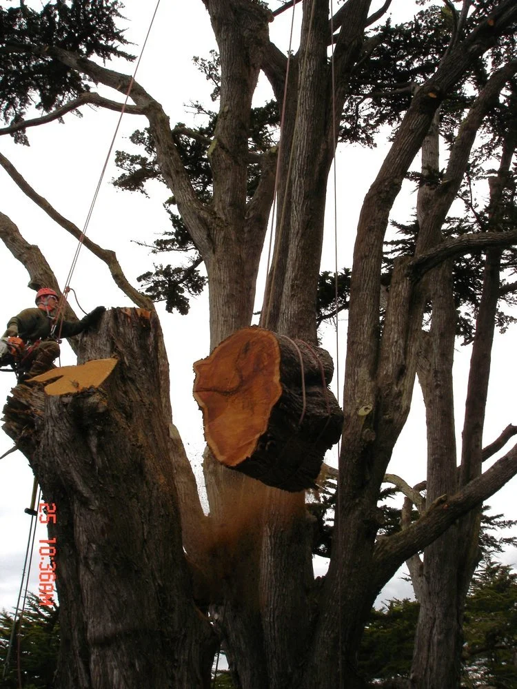 cypress tying off cypress.jpg