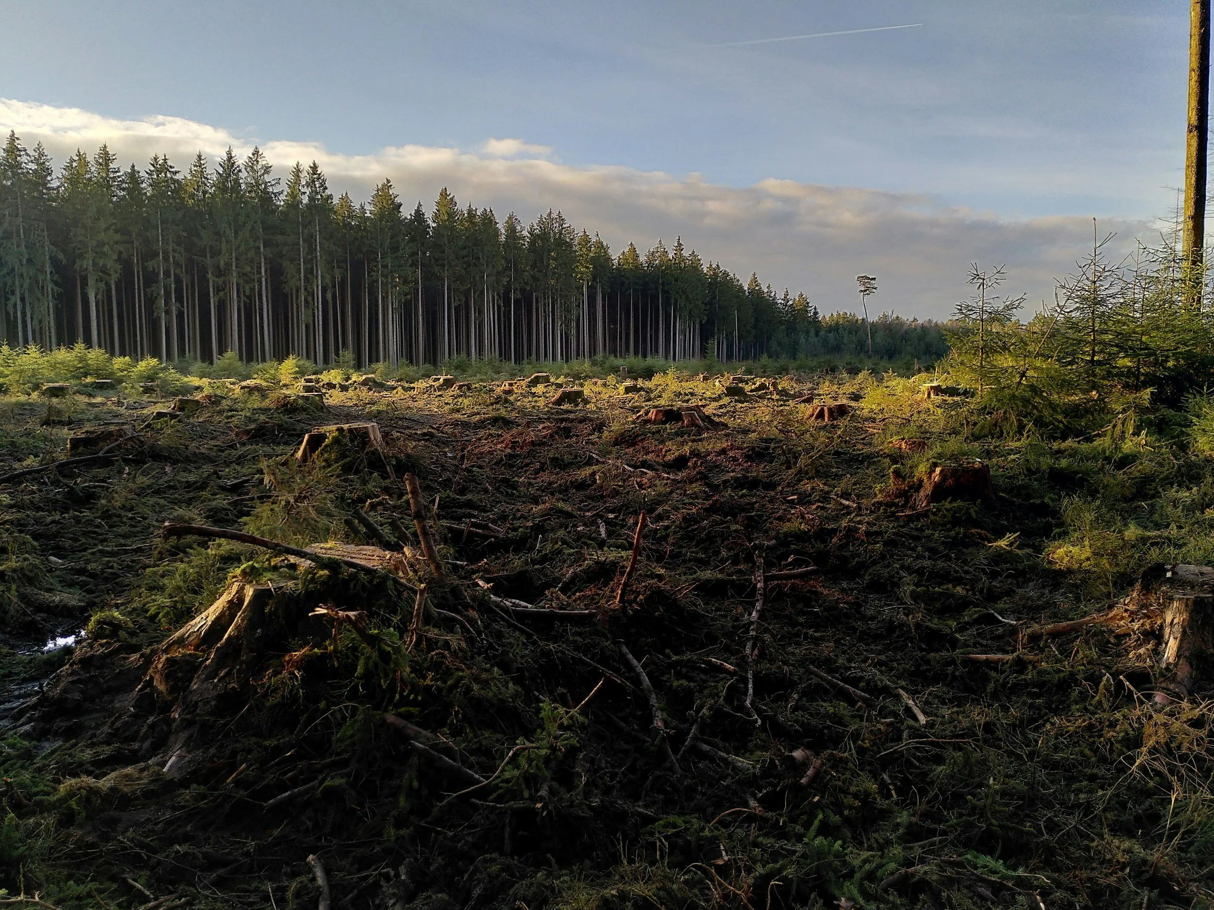 Le report du règlement sur la déforestation importée fragilise l’ambition écologique de l’Union européenne