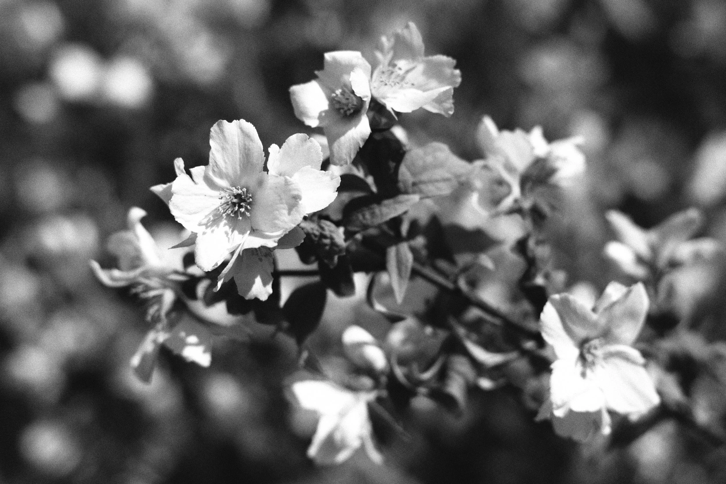 DSCF0379 bw.jpg