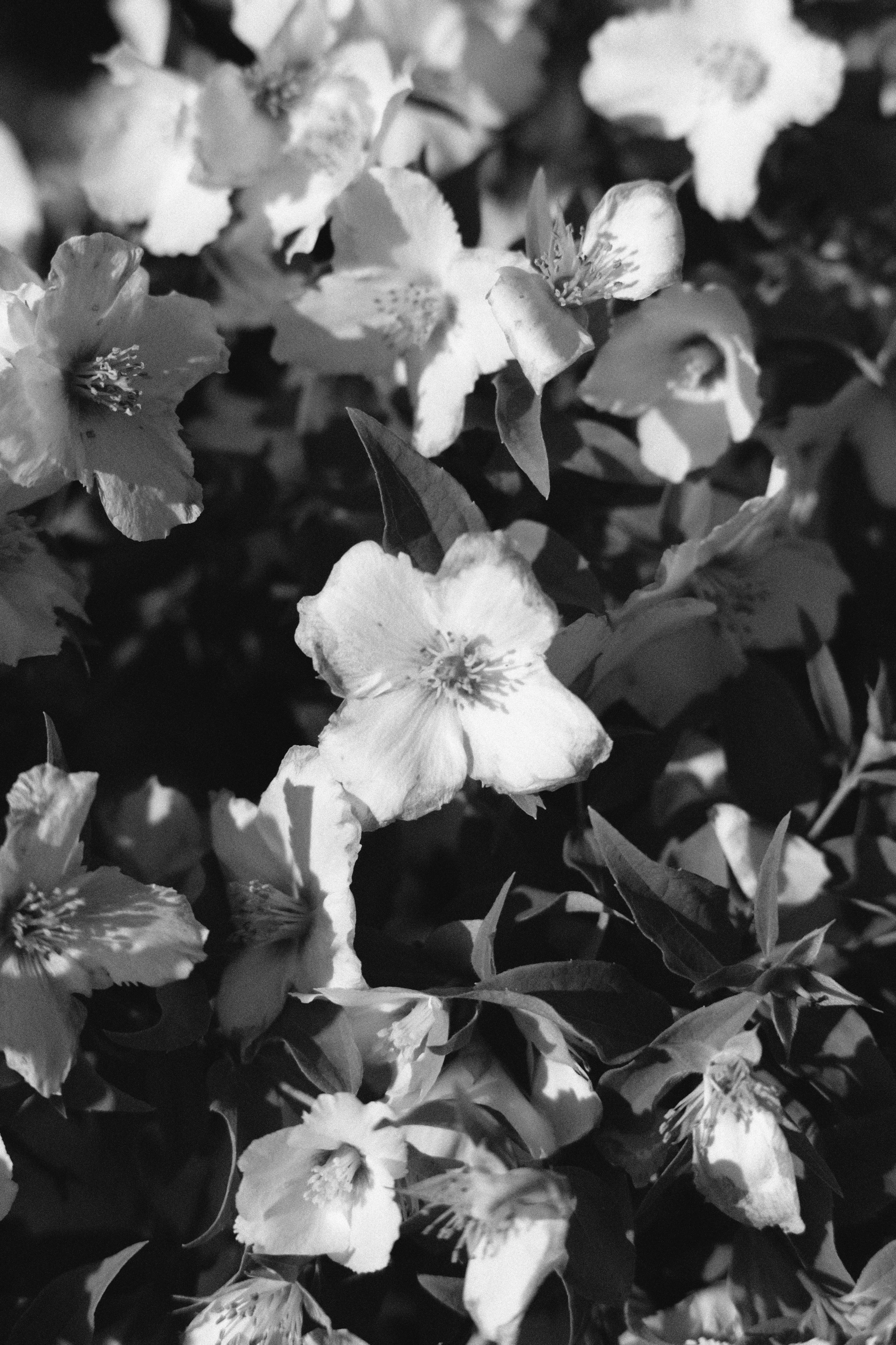 DSCF0366 bw.jpg