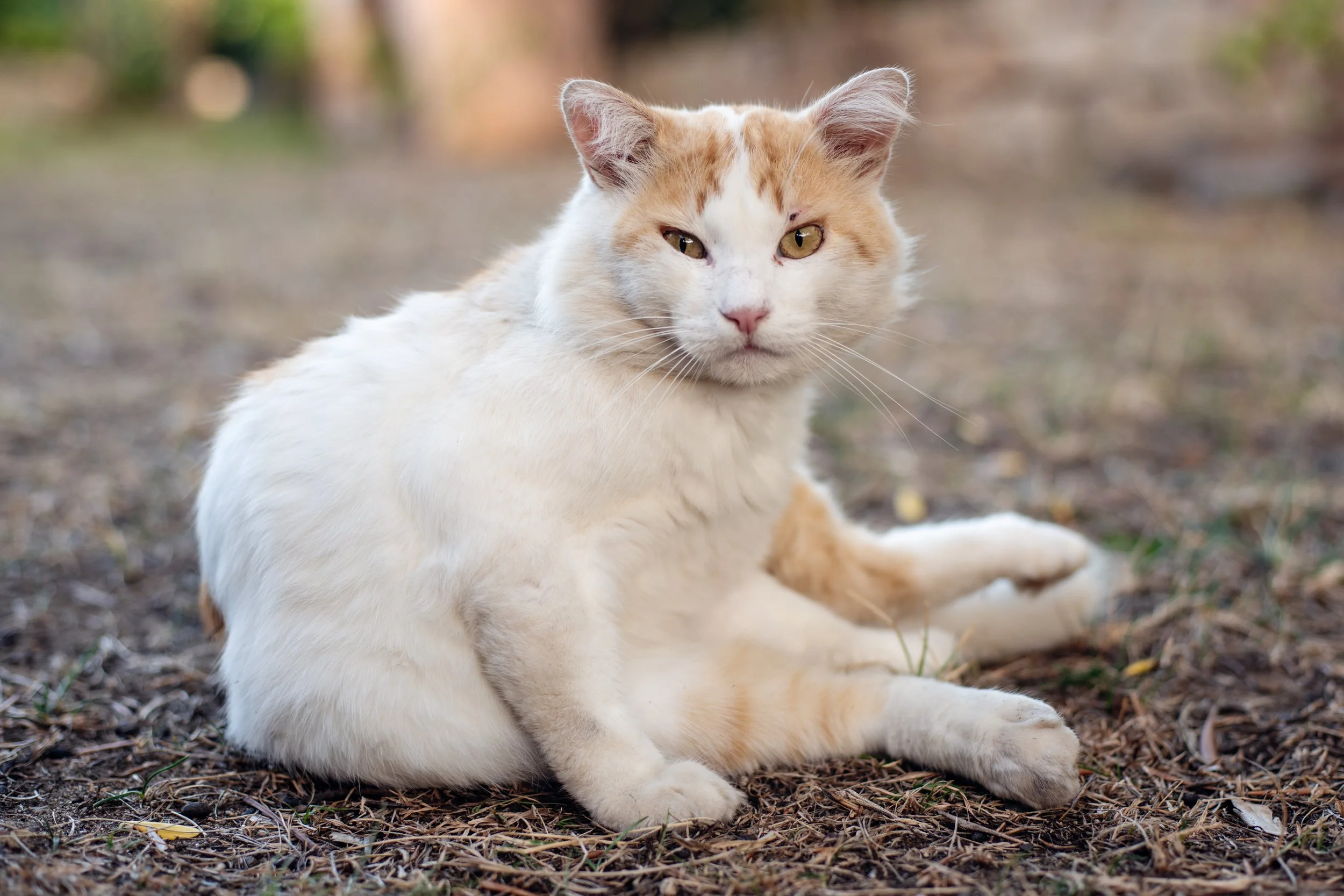  white and red male cat sitting in a garden looking at the camera 