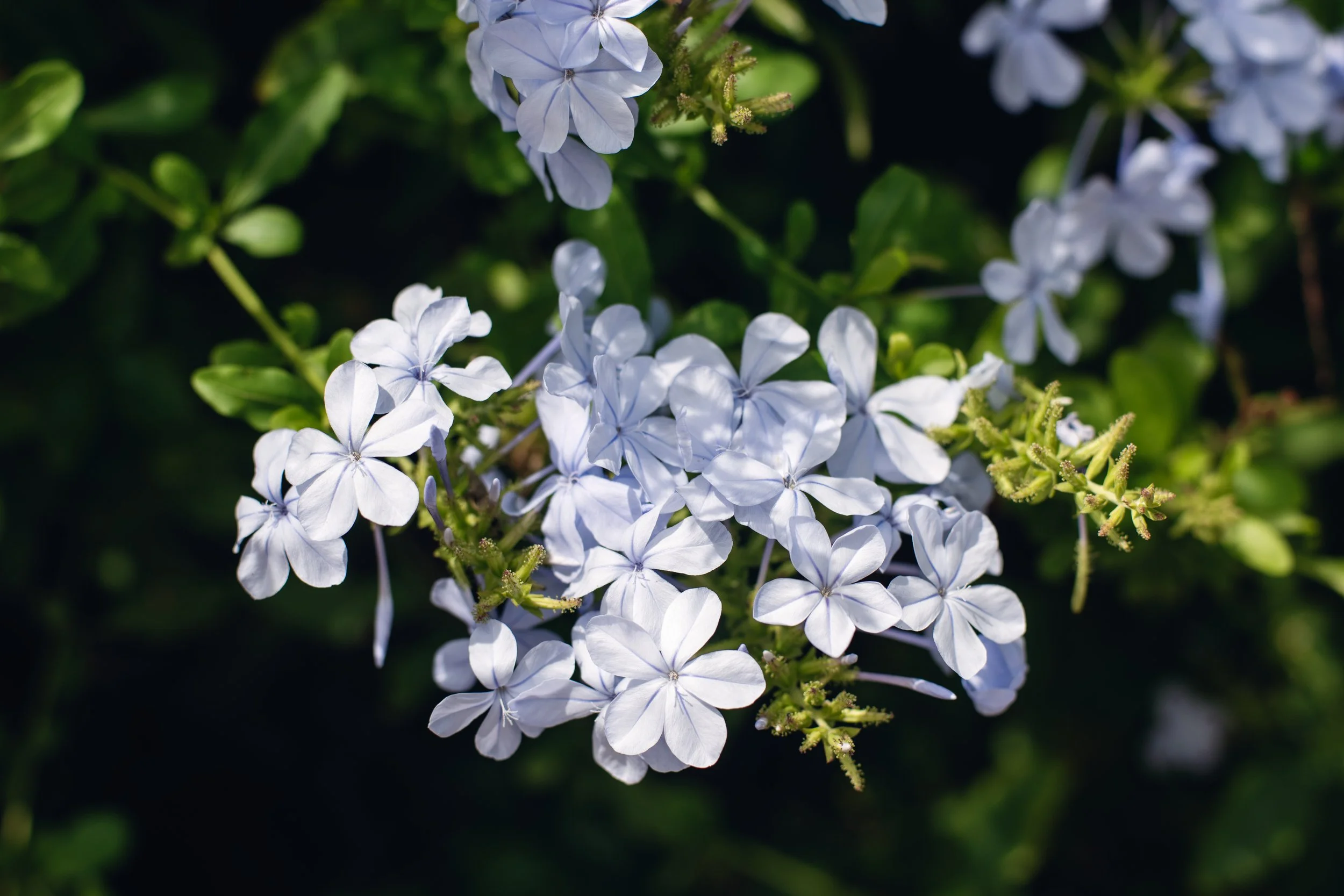  branch of blue flowers 