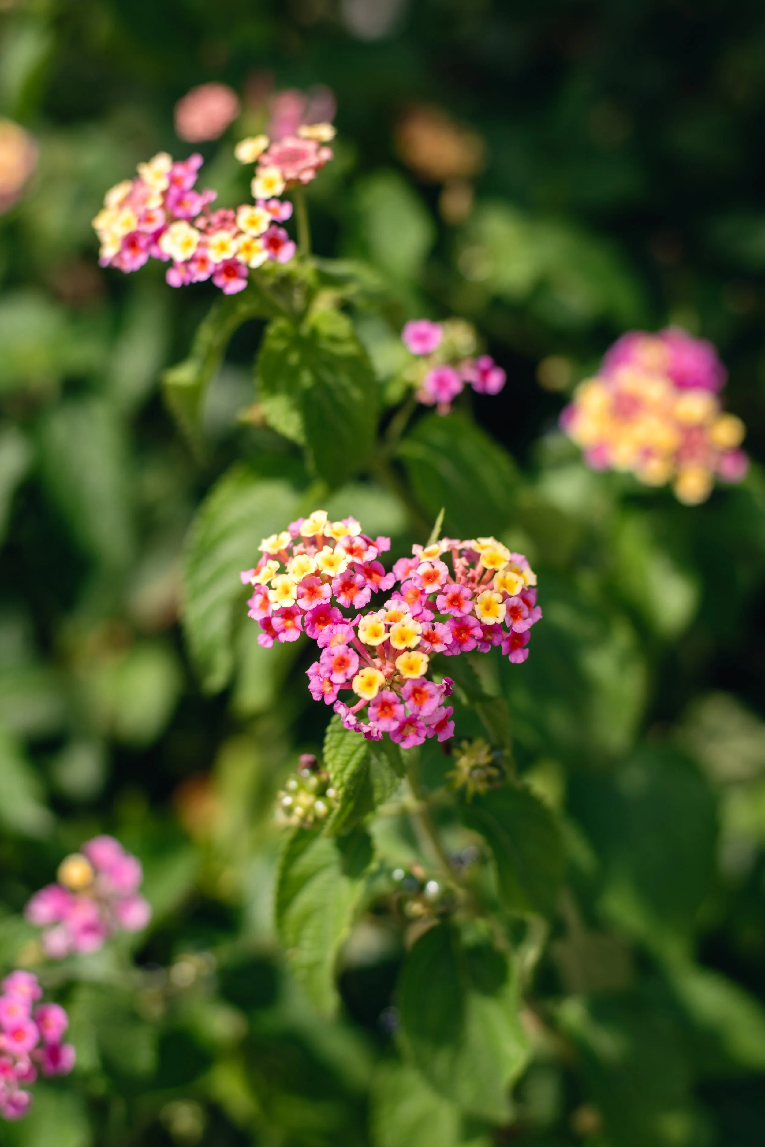  small pink and yellow flowers 