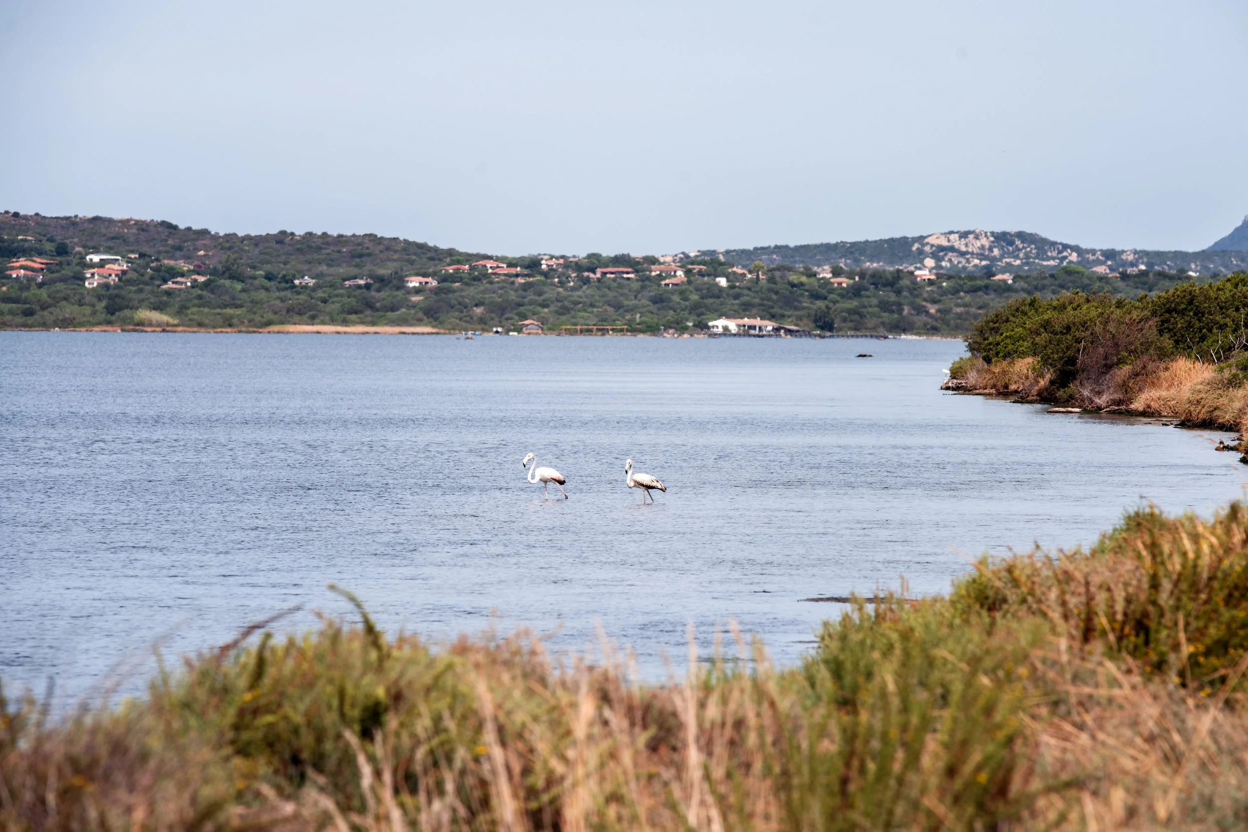  two flamingos standing in the Stagno di San Teodoro 