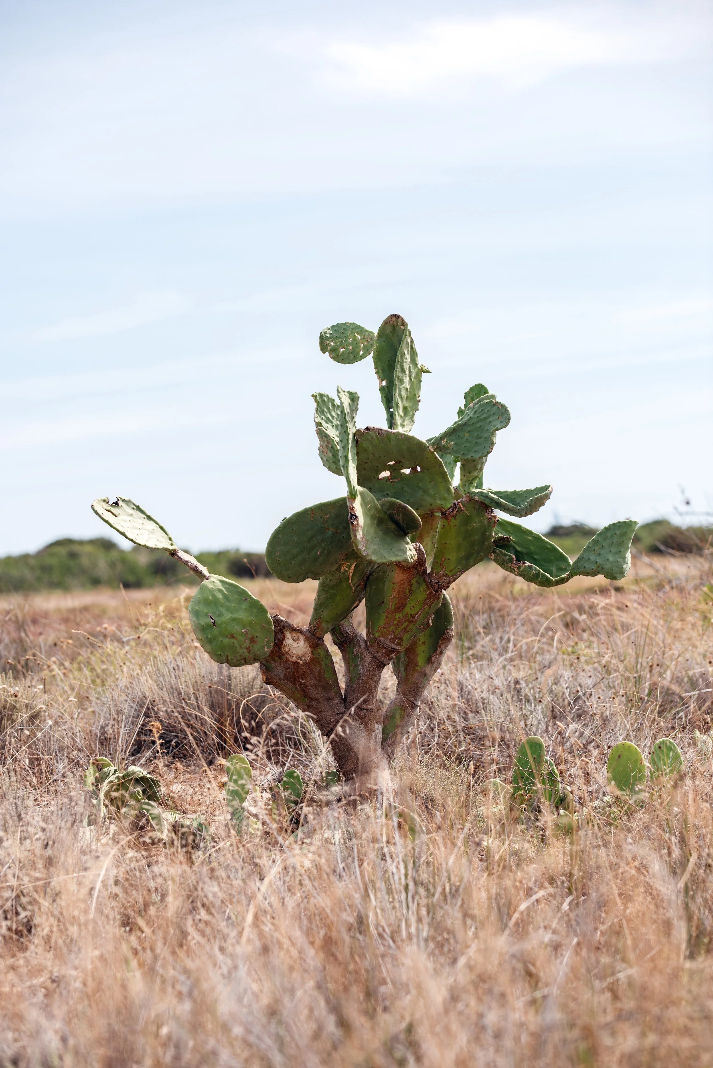  prickly pears, also called Sa Figu Morisca, close to the Stagno di San Teodoro 
