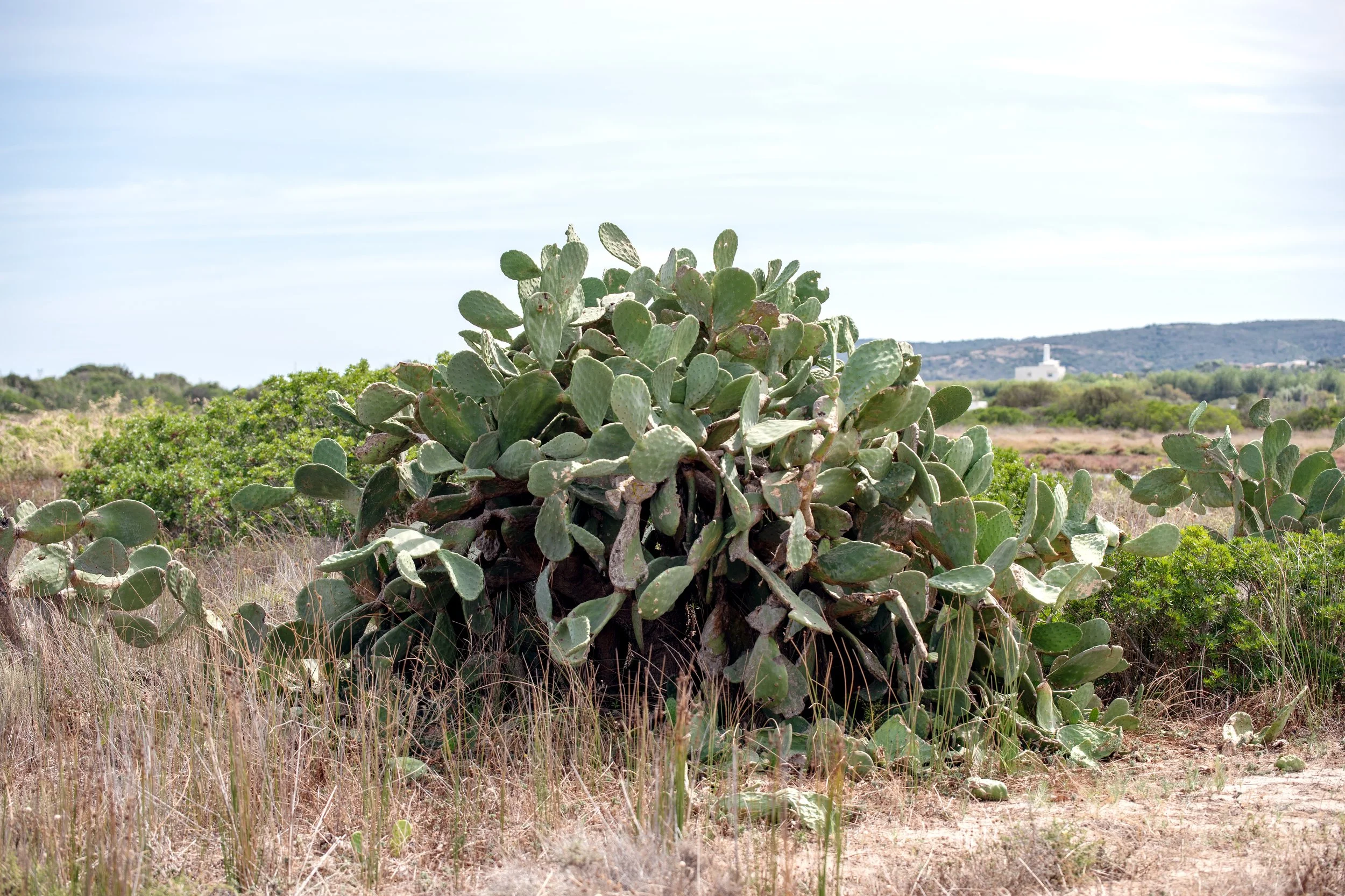  prickly pears, also called Sa Figu Morisca, close to the Stagno di San Teodoro 