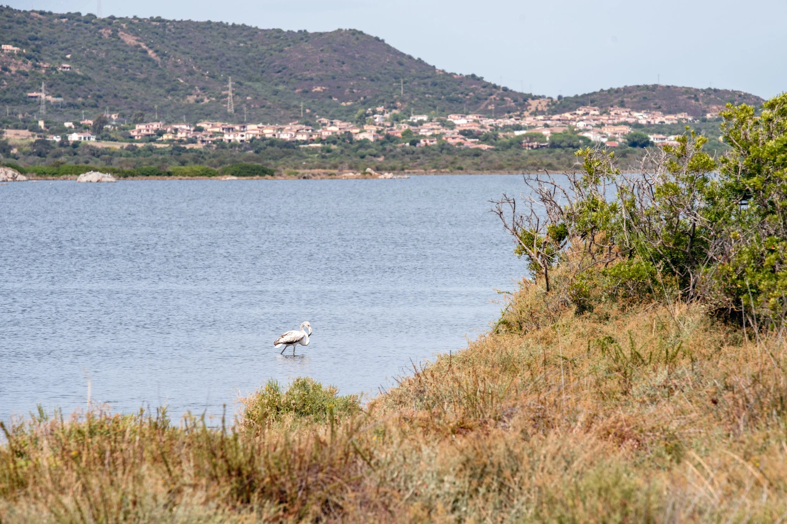  flamingo standing in the Stagno die San Teodoro with a village and mountains in the background 