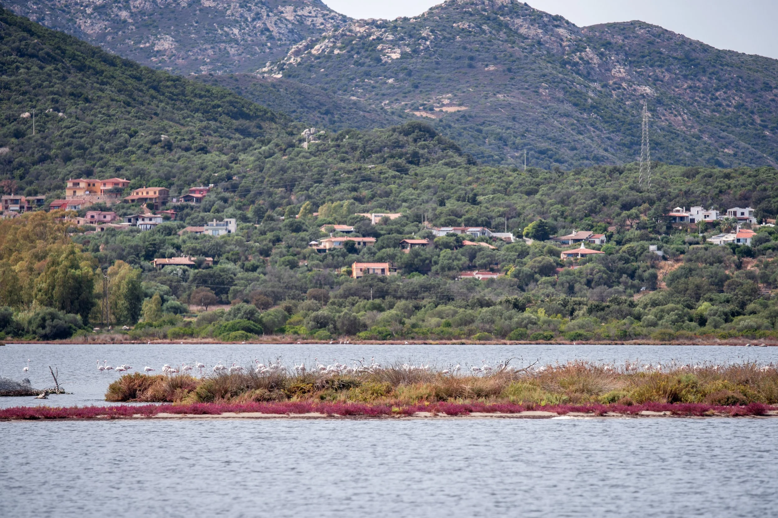  group of flamingos standing in the Stagno di San Teodoro with some houses and mountains in the background 