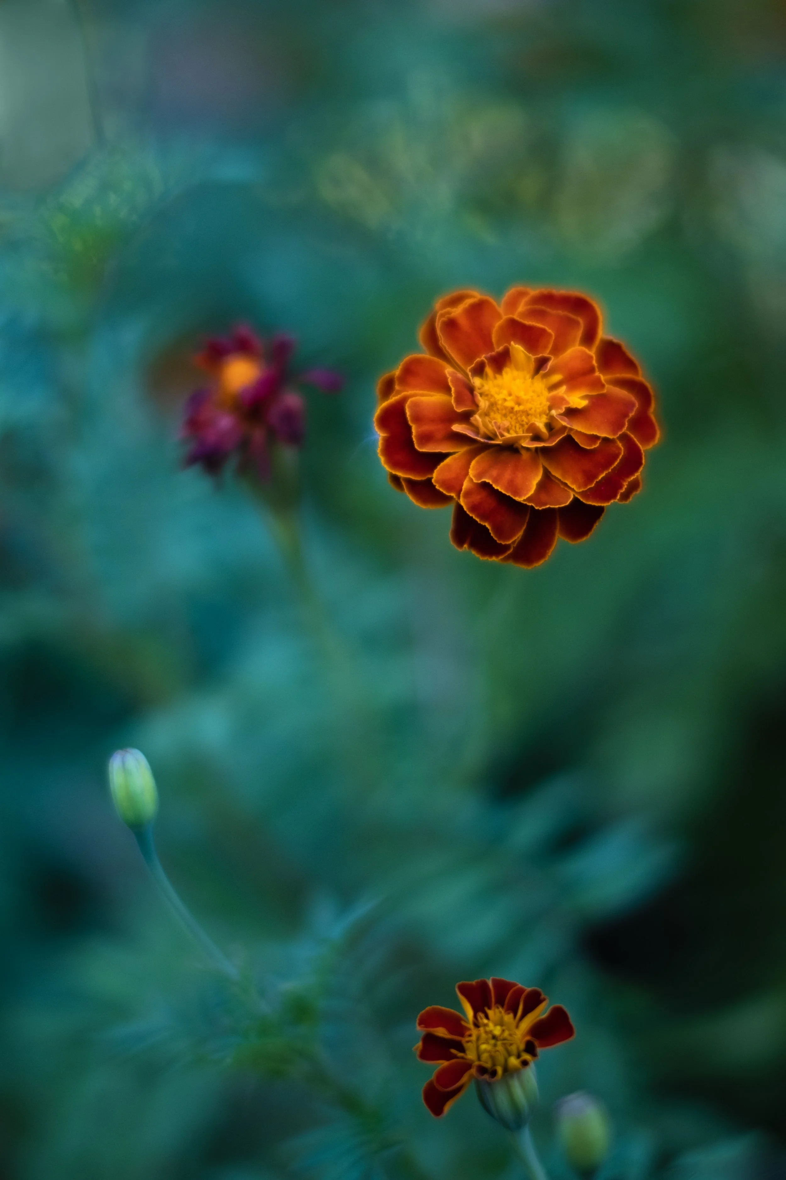 DSCF7403 v2.jpg