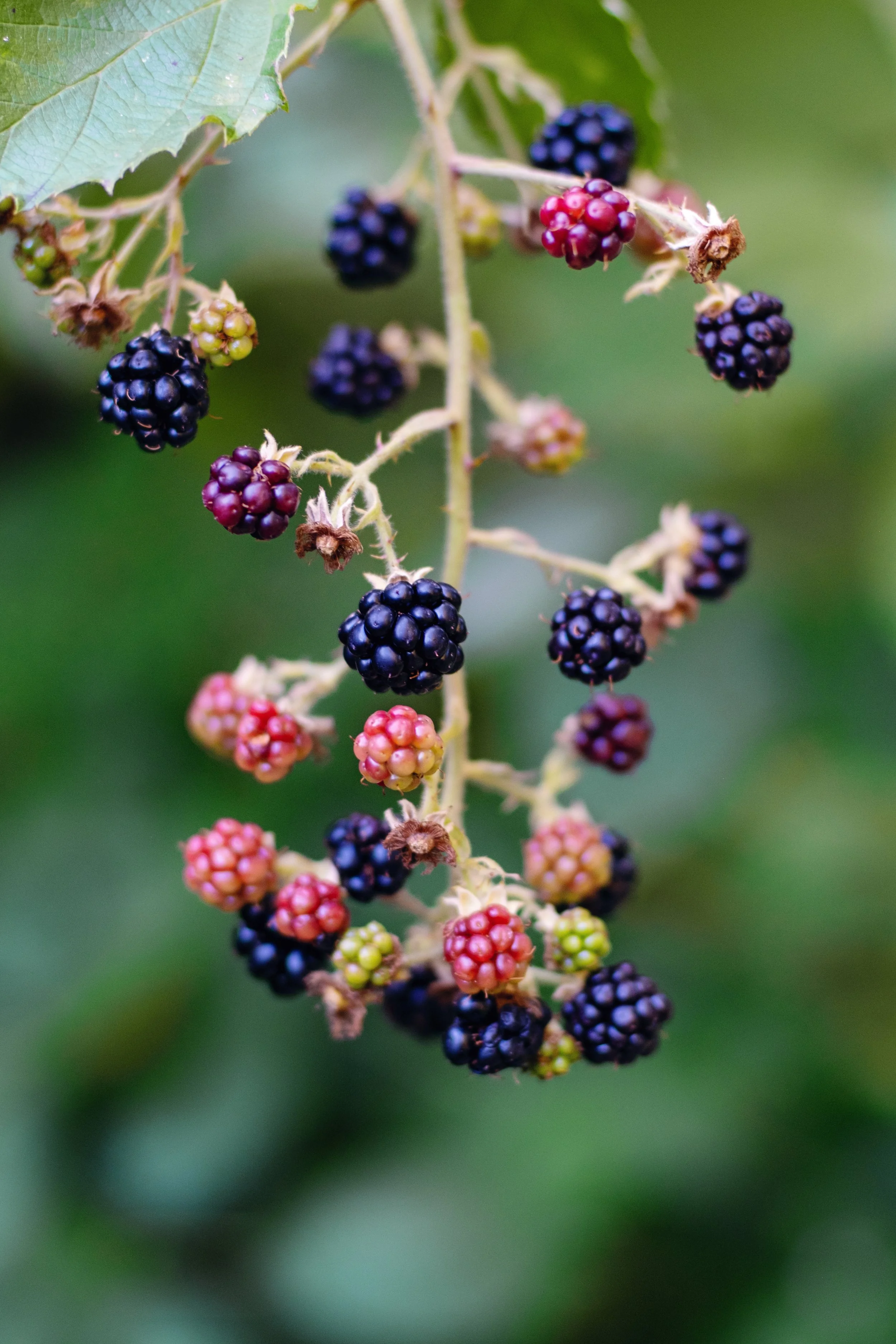 DSCF9195.jpg