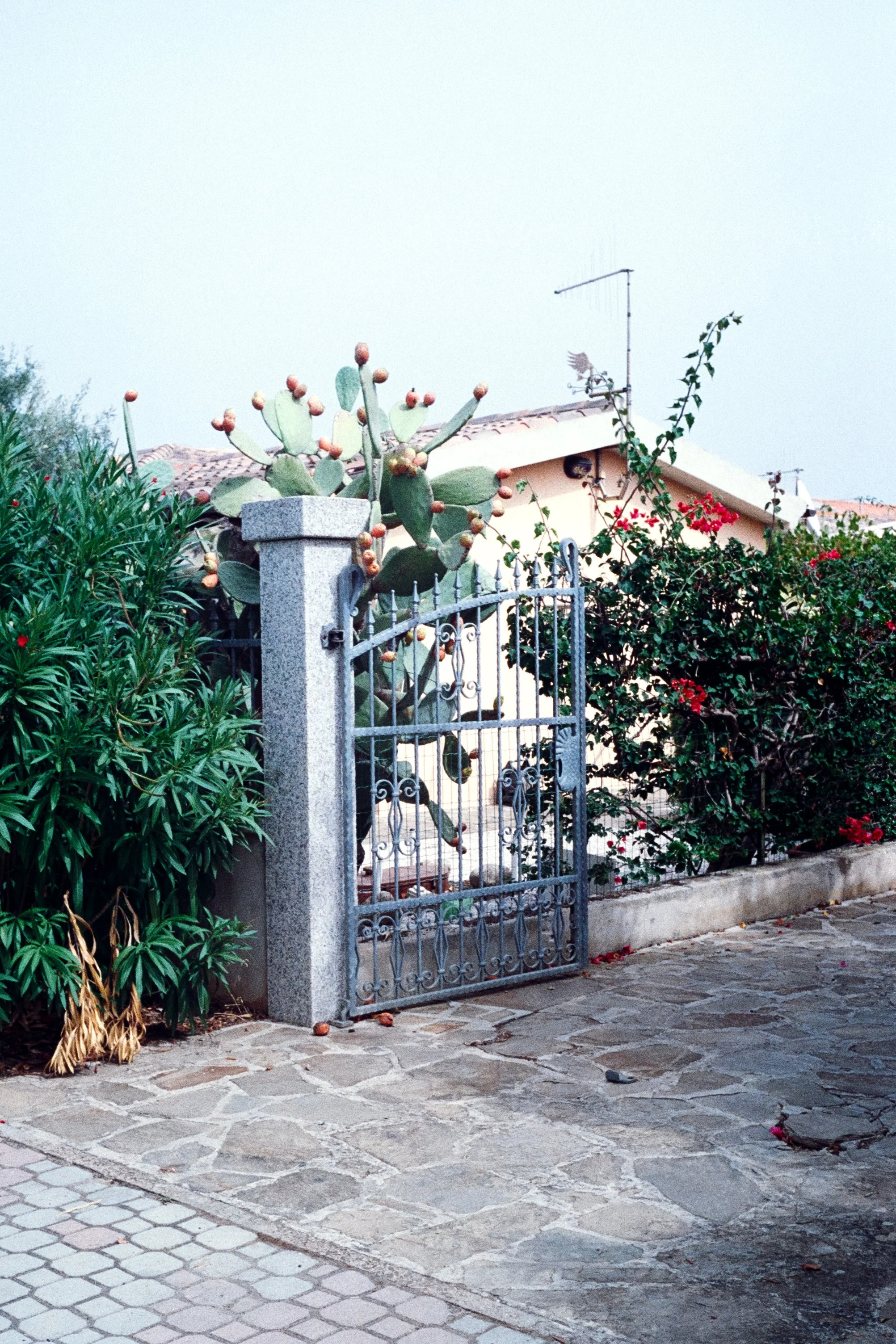 A wrought iron gate attached to a stone pillar, partially covered by lush green plants, with a large prickly pear cactus behind it, and a house with a tiled roof and television antennas in the background in San Teodoro, Sardinia.