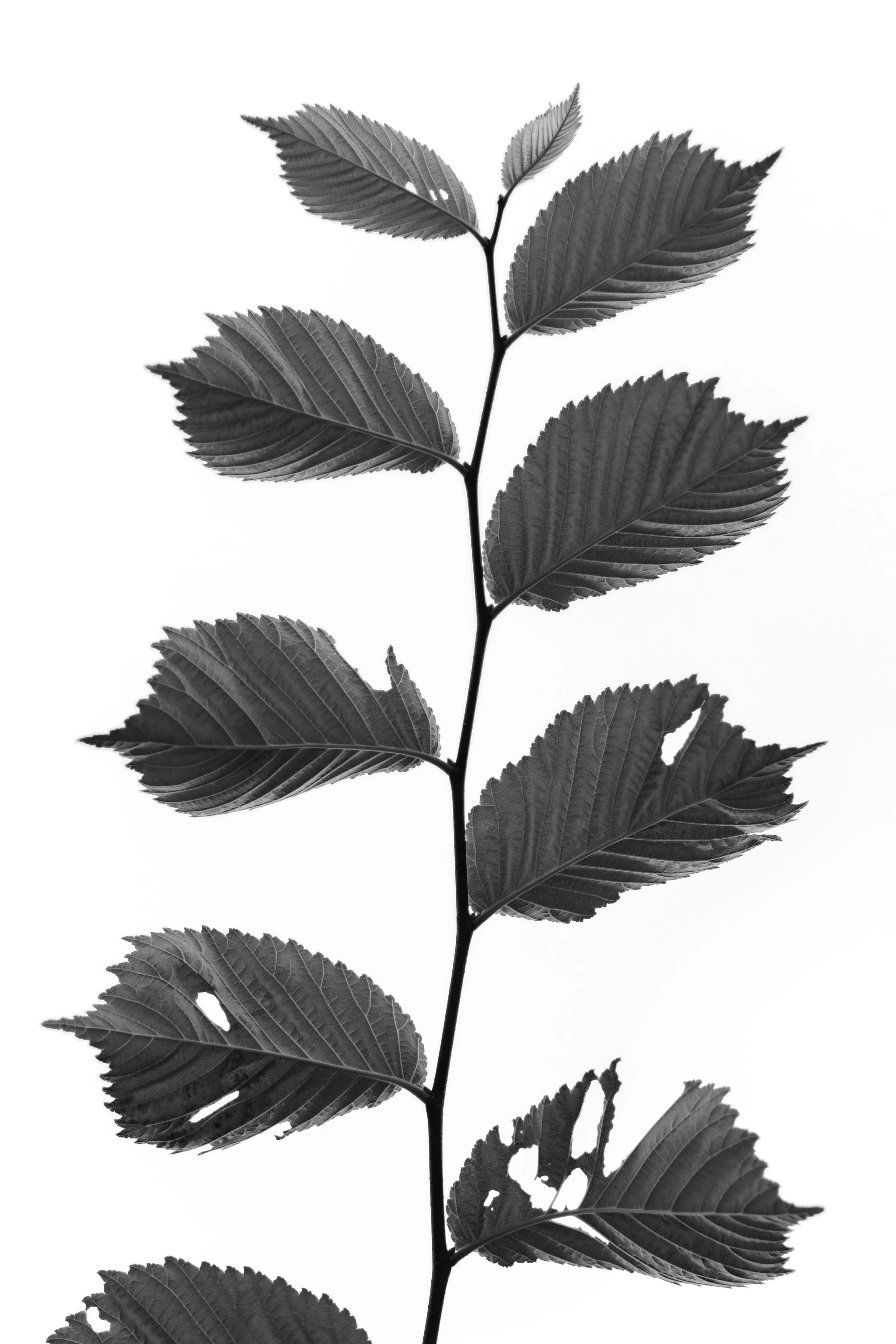 DSCF9141 bw.jpg