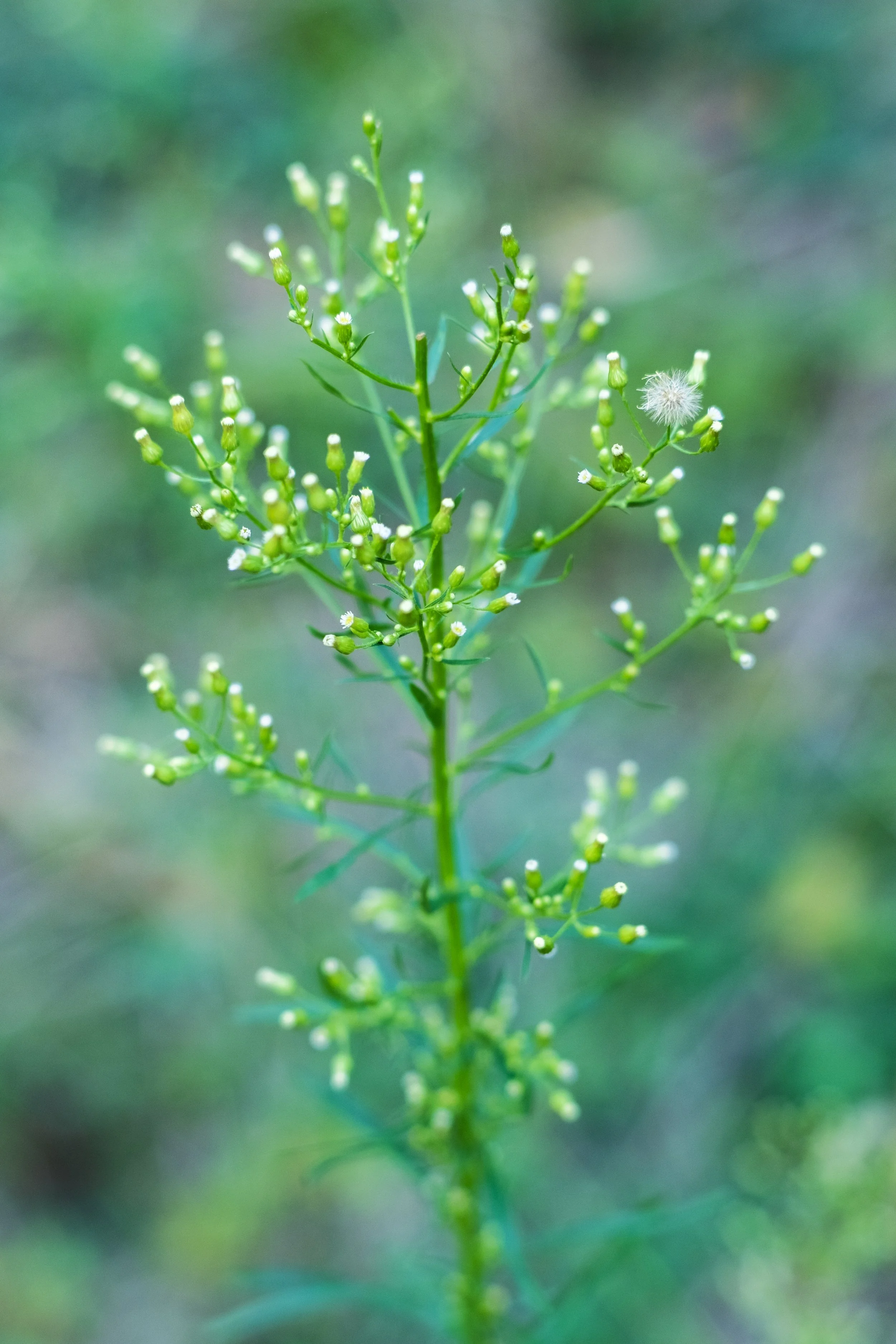 DSCF7333.jpg
