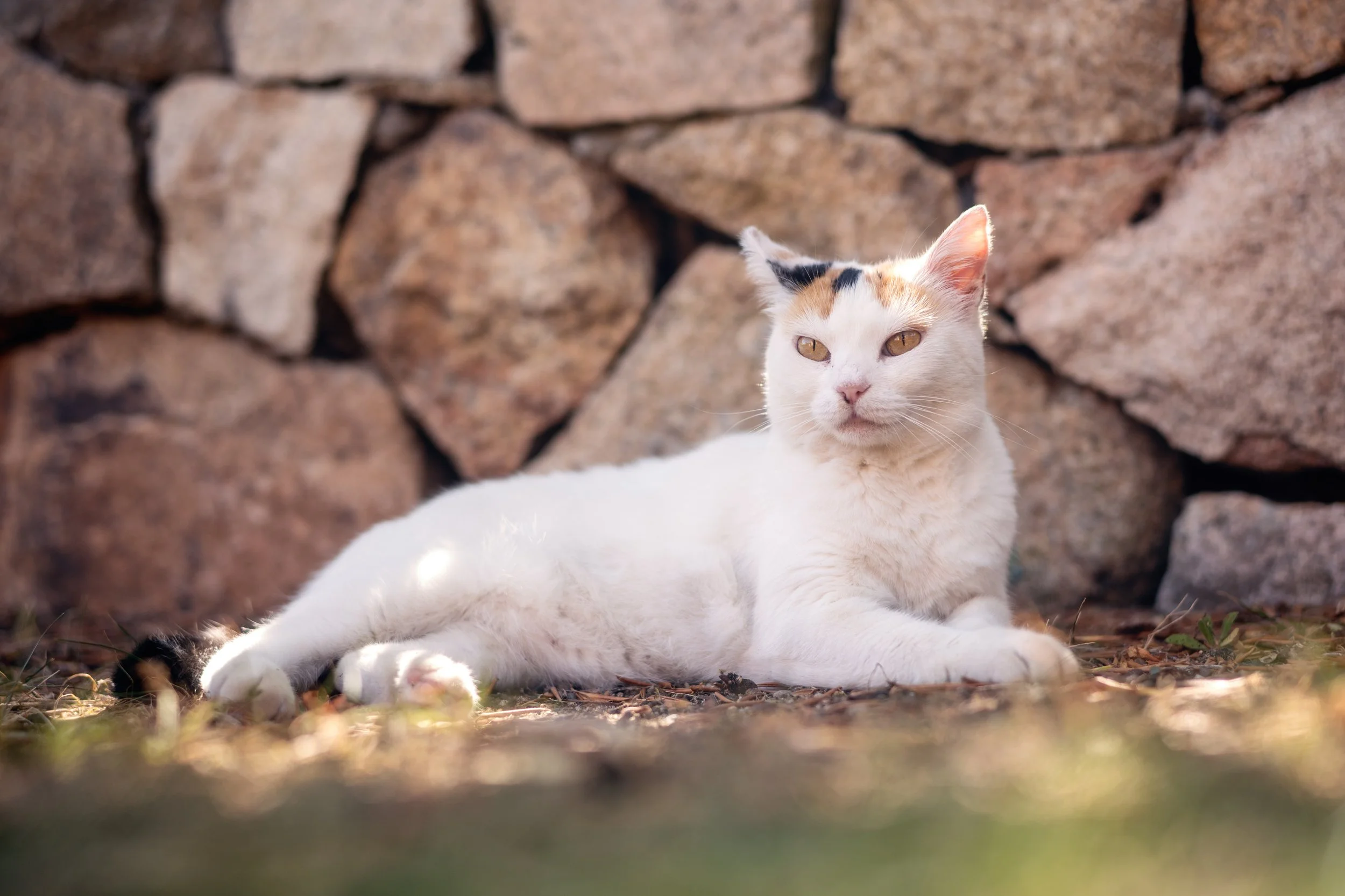 DSC_2856.jpg