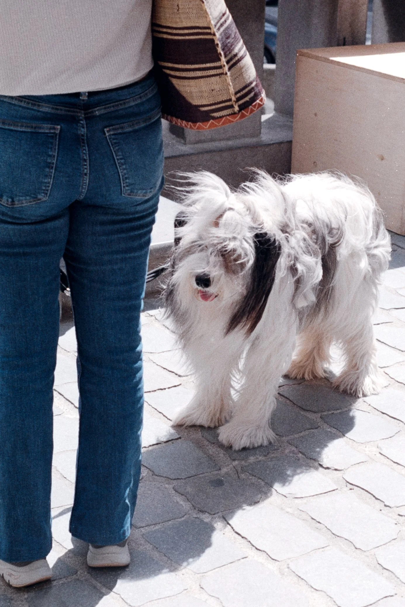 A person standing on a tiled sidewalk next to a large, white, curly-haired dog with black markings, possibly a Bearded Collie or similar breed in Antwerp, Belgium.