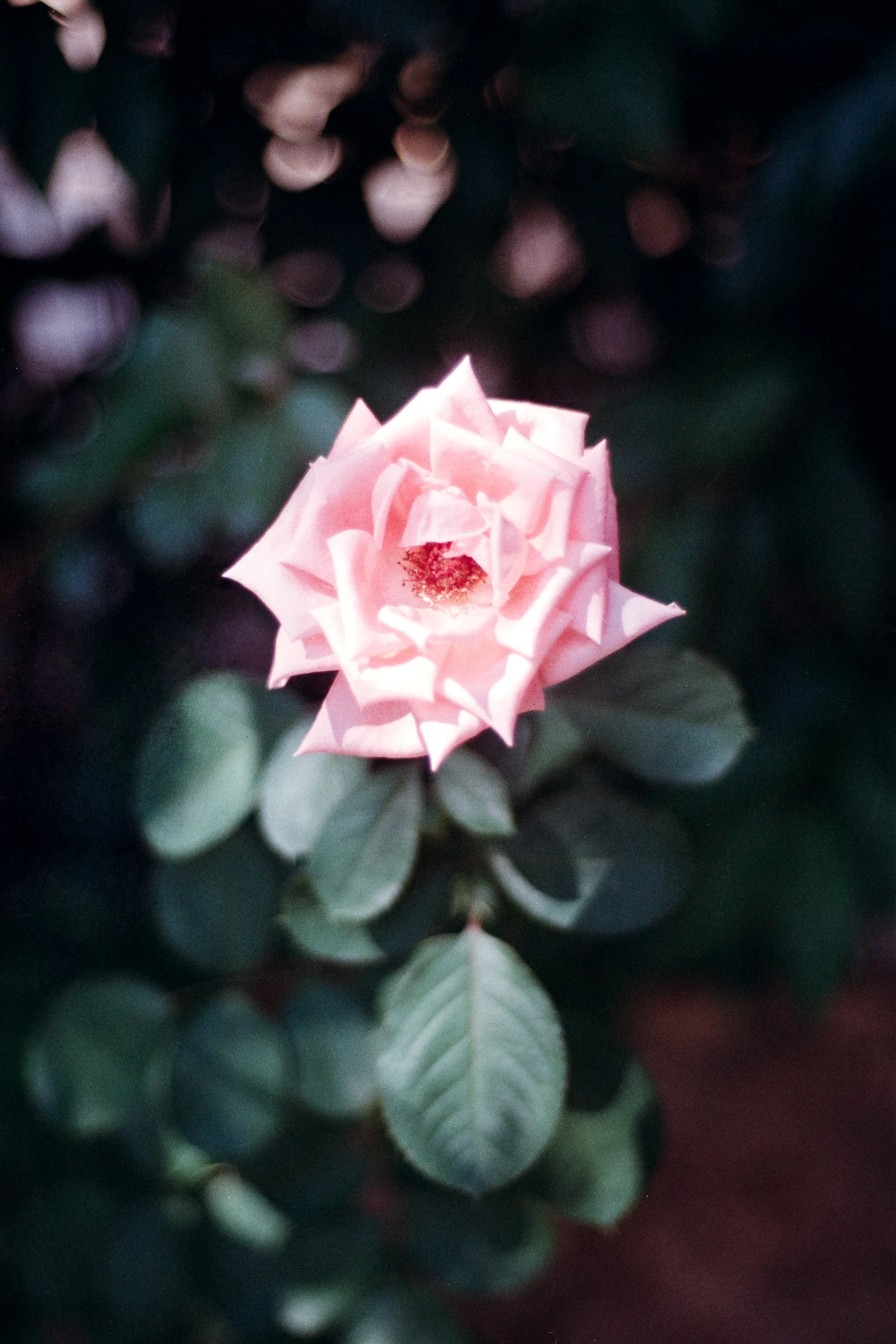 A close-up of a pink rose in bloom surrounded by green rose leaves, with blurred dark background and light bokeh in the garden of Villa Citai in San Teodor, Sardinia.