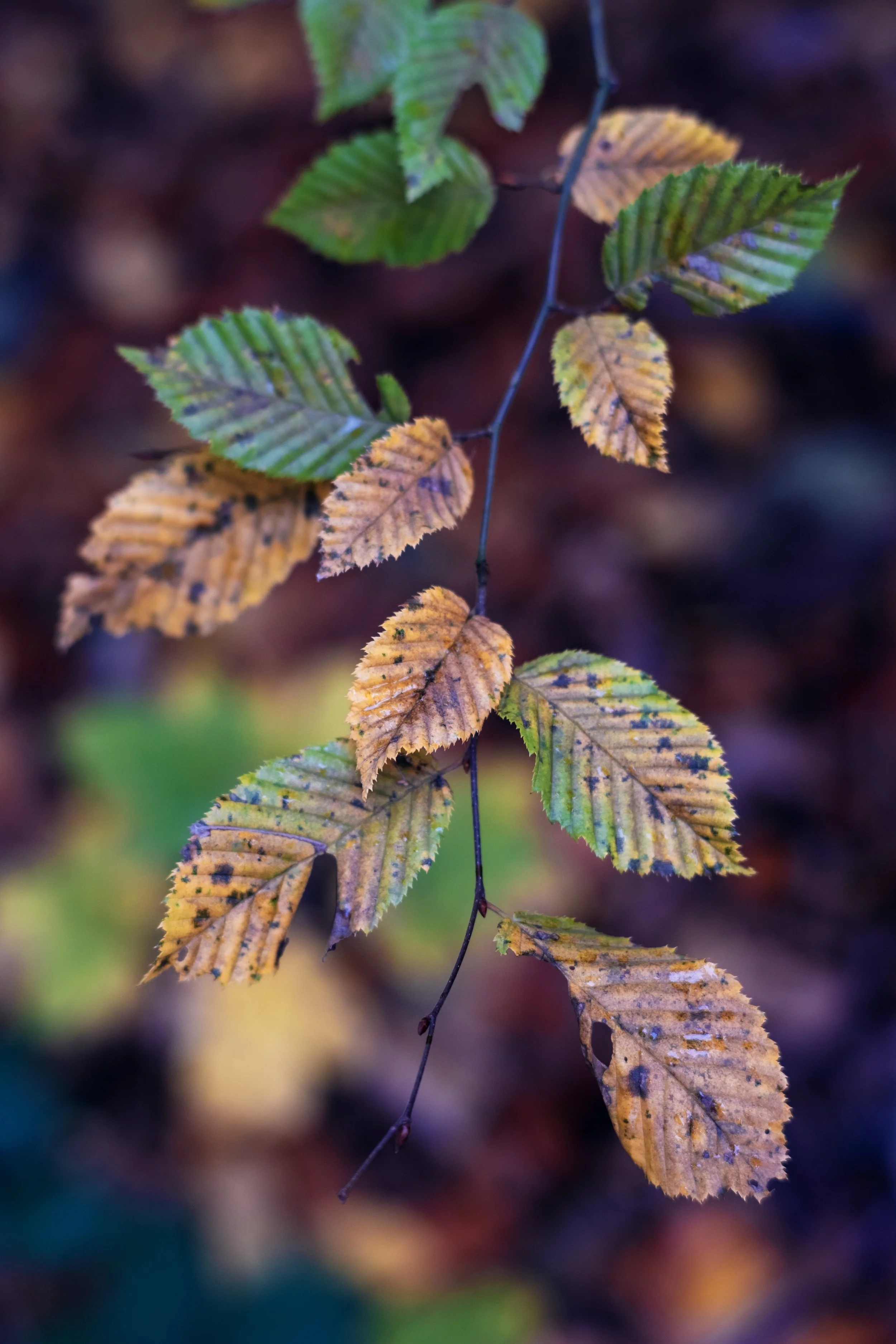 DSCF7868.jpg