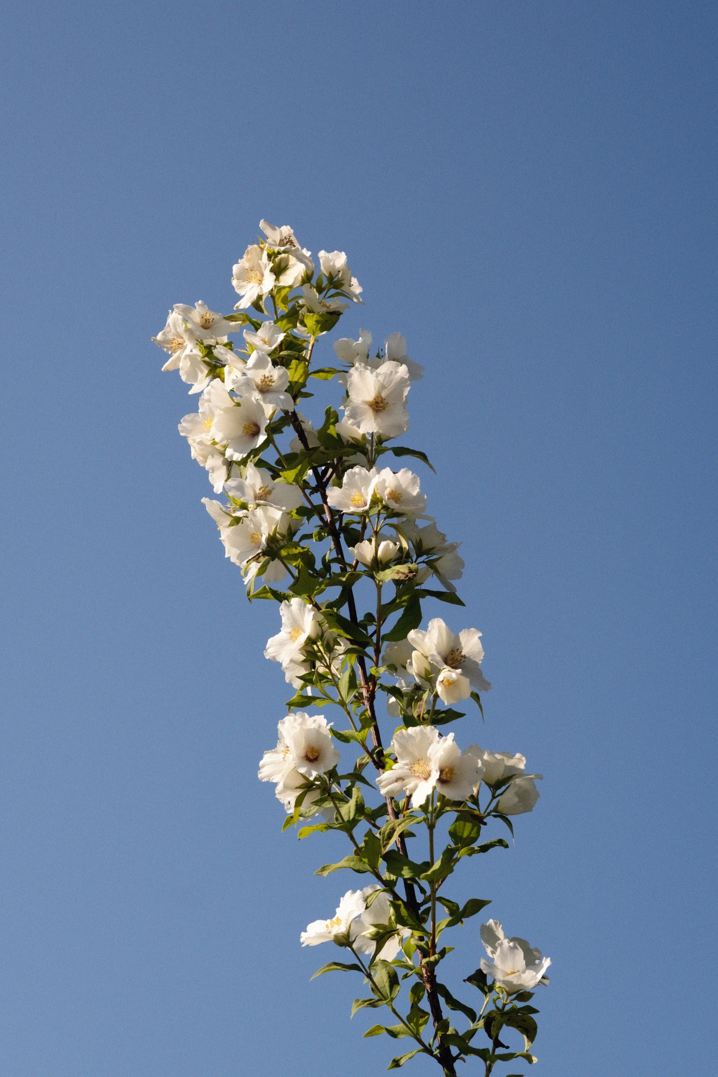 A tall flowering branch with white blossoms against a clear blue sky.