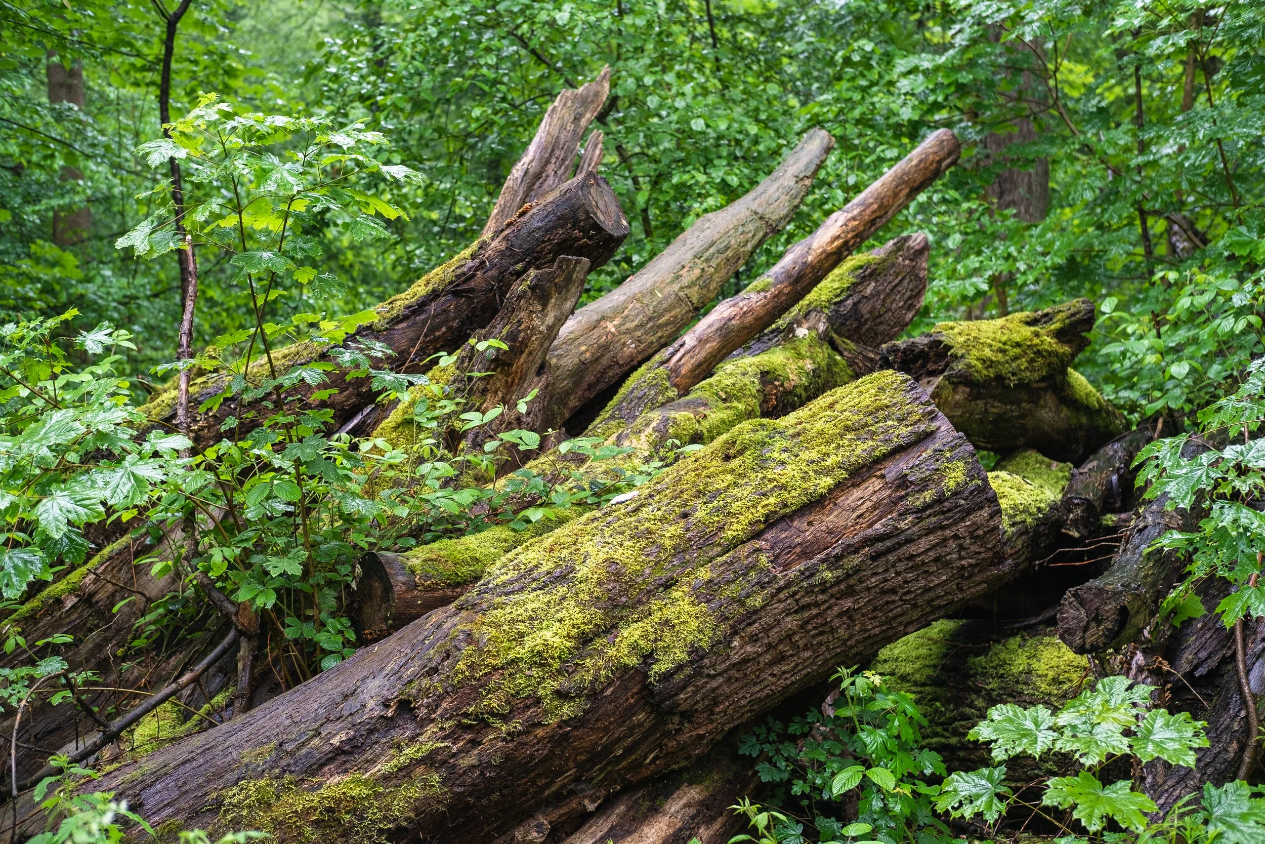 DSCF5638.jpg