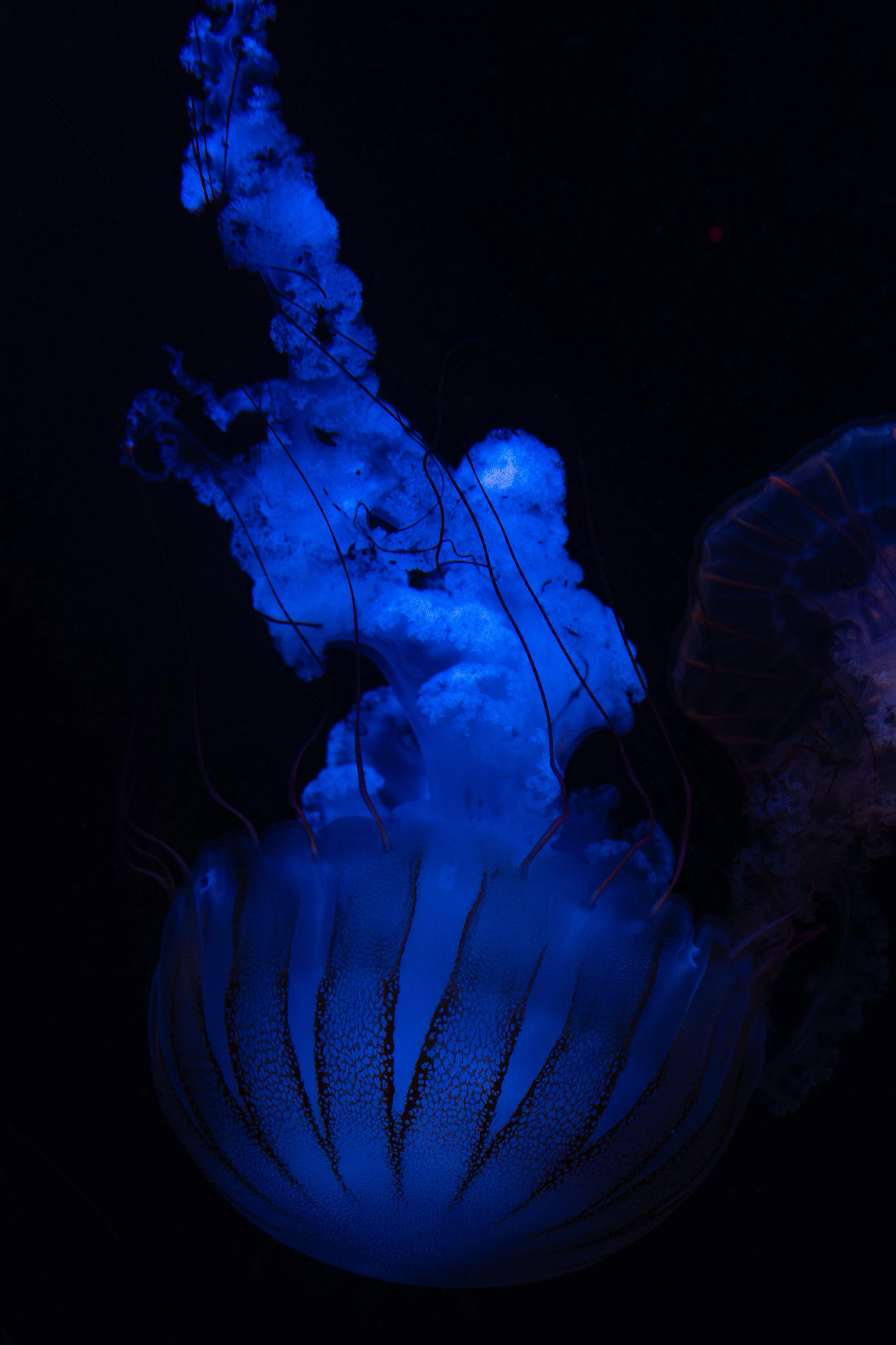 DSC_1641-Enhanced-NR.jpg