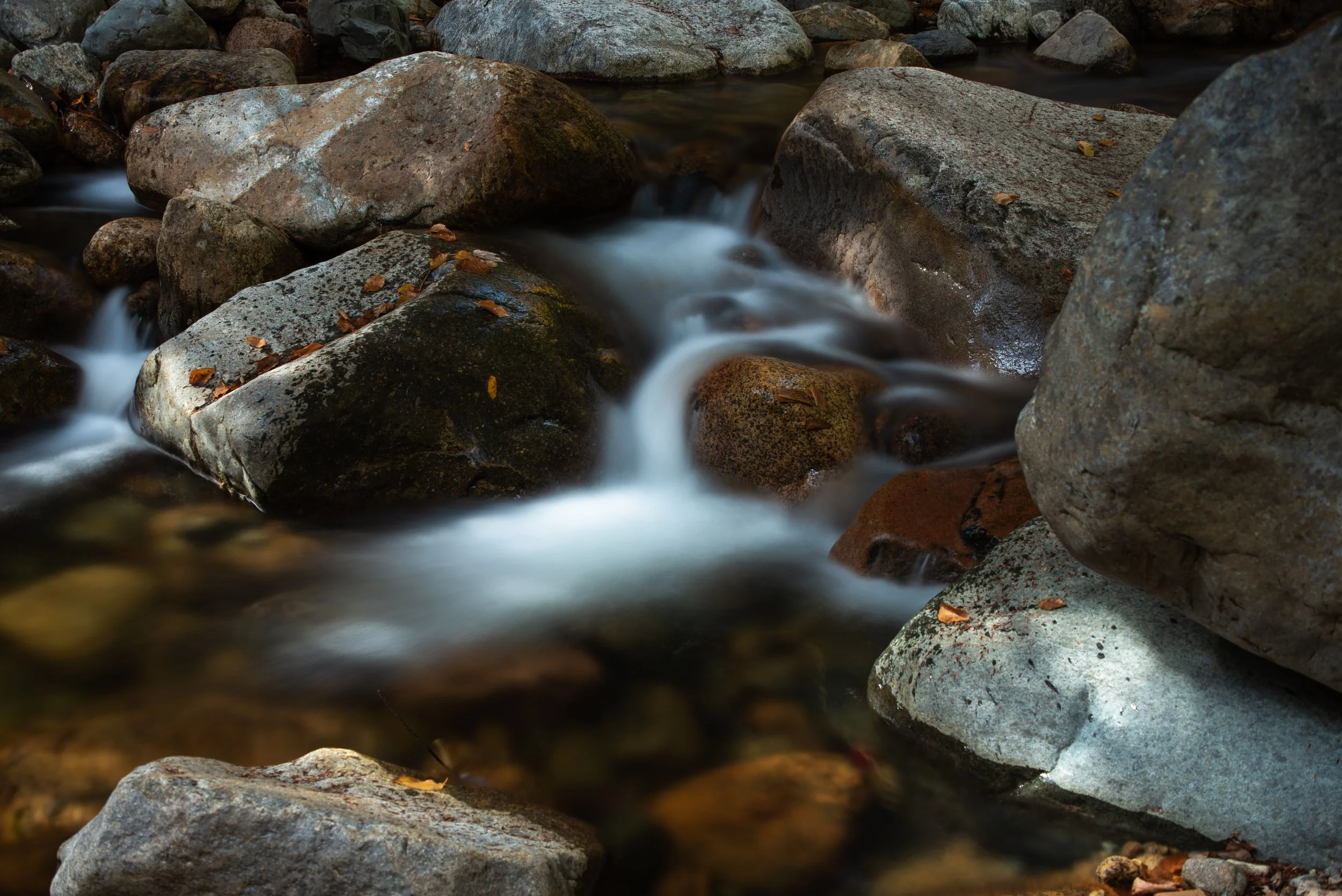 DSC_0981.jpg