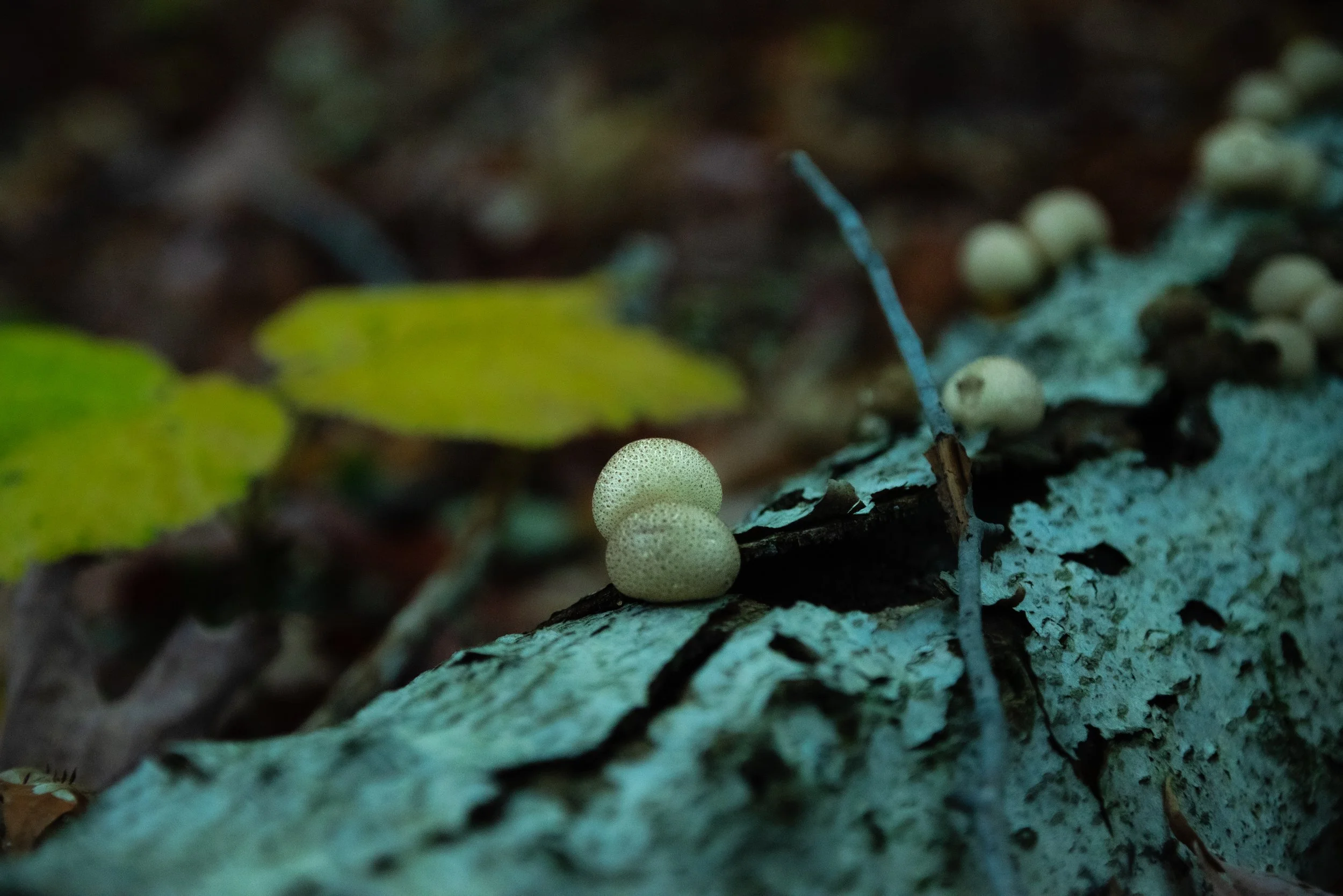 DSC_0786.jpg