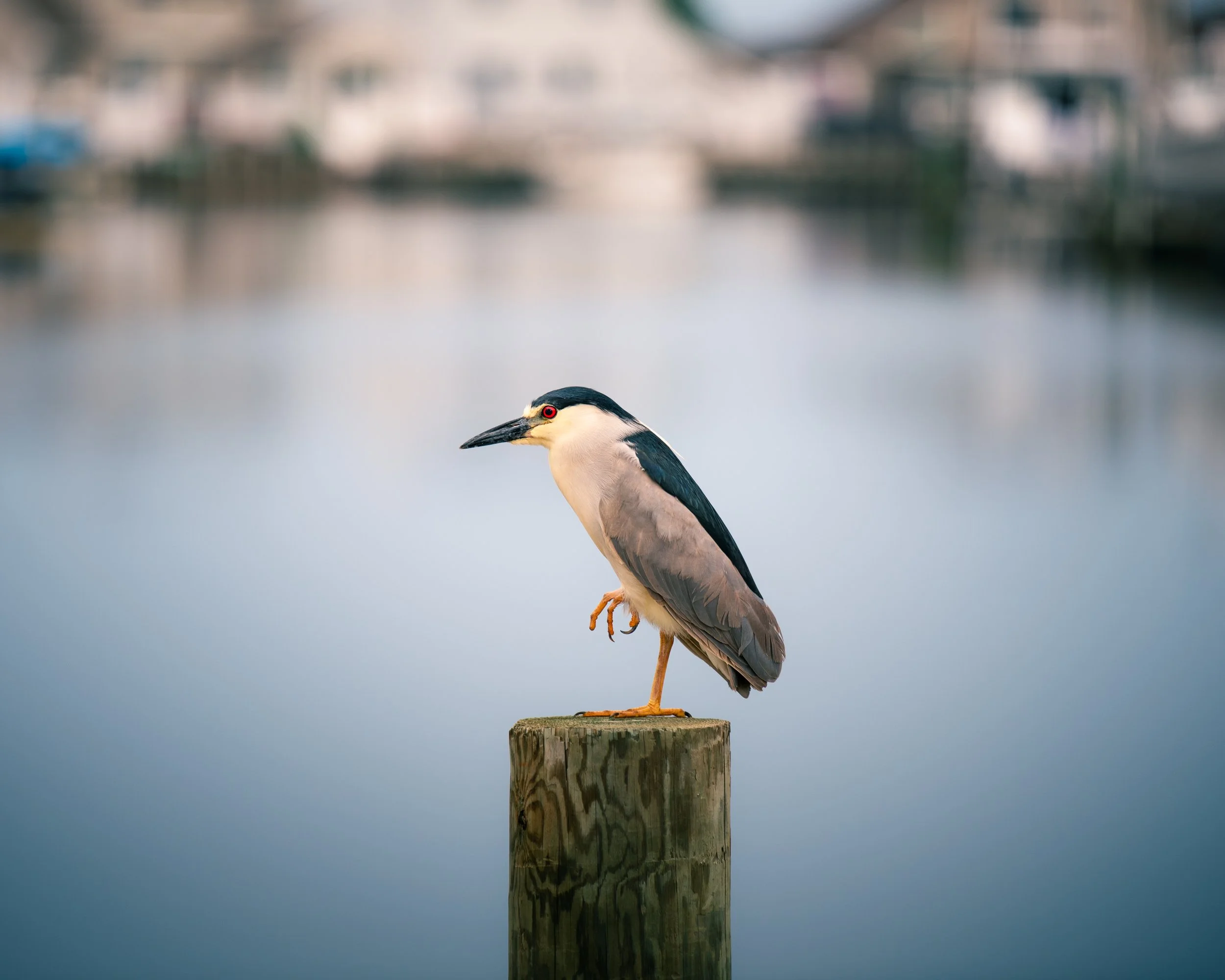 DSC_0173.jpg