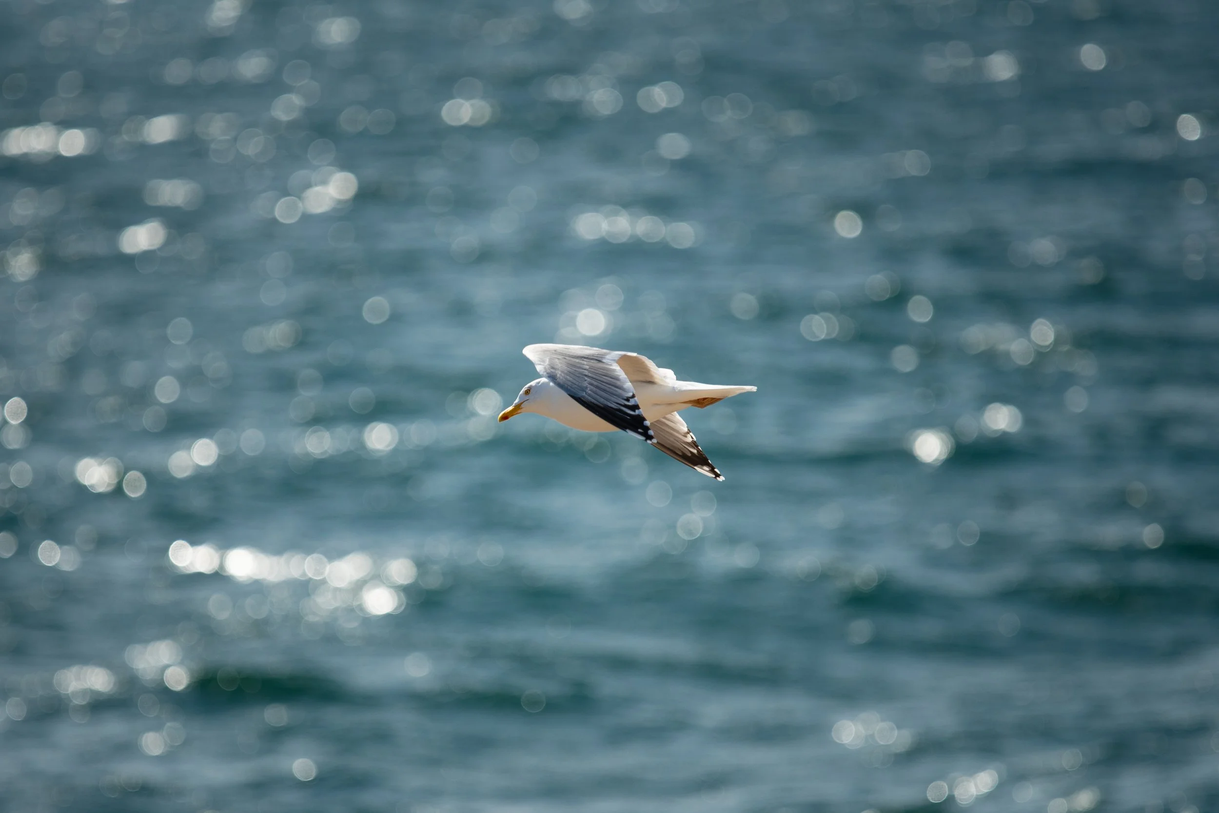 DSC_4740.jpg