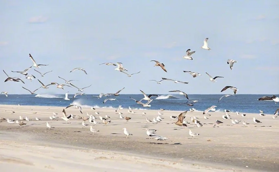 Gulls.jpg