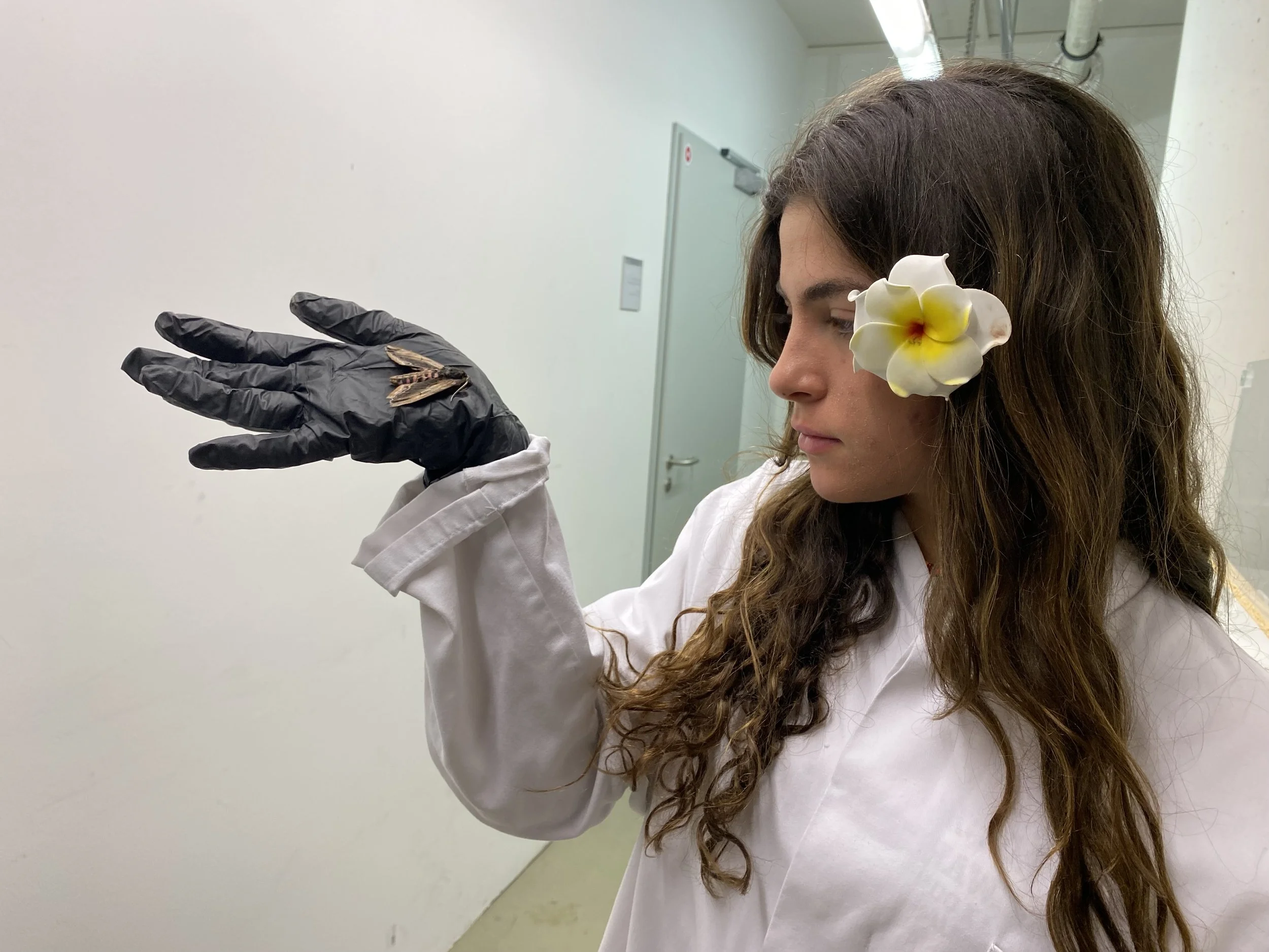 Moth Experiments with Hawaii Flower in Germany Wuerzburg U.jpeg