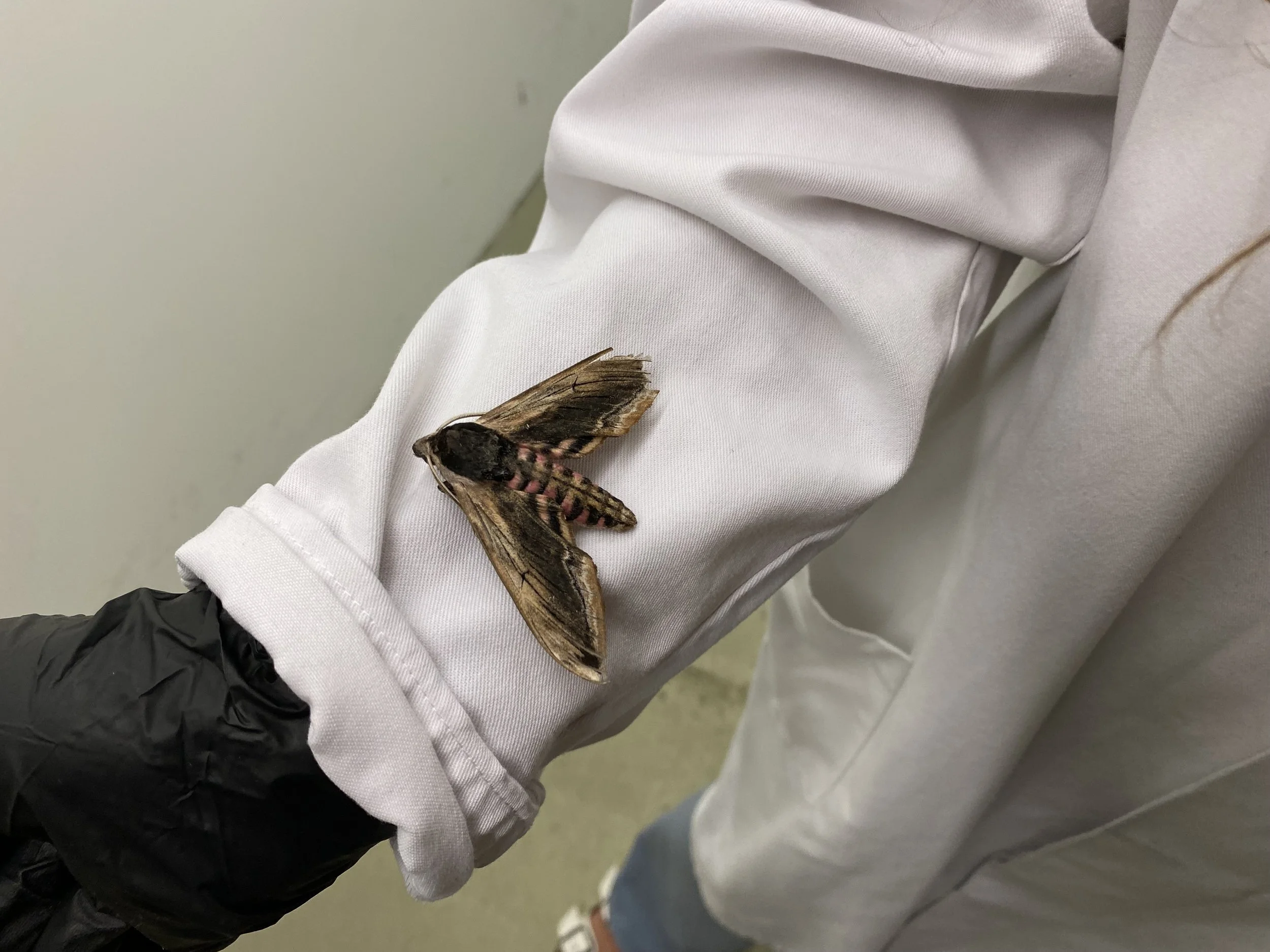 Moth on Nikki's lab coat.jpeg