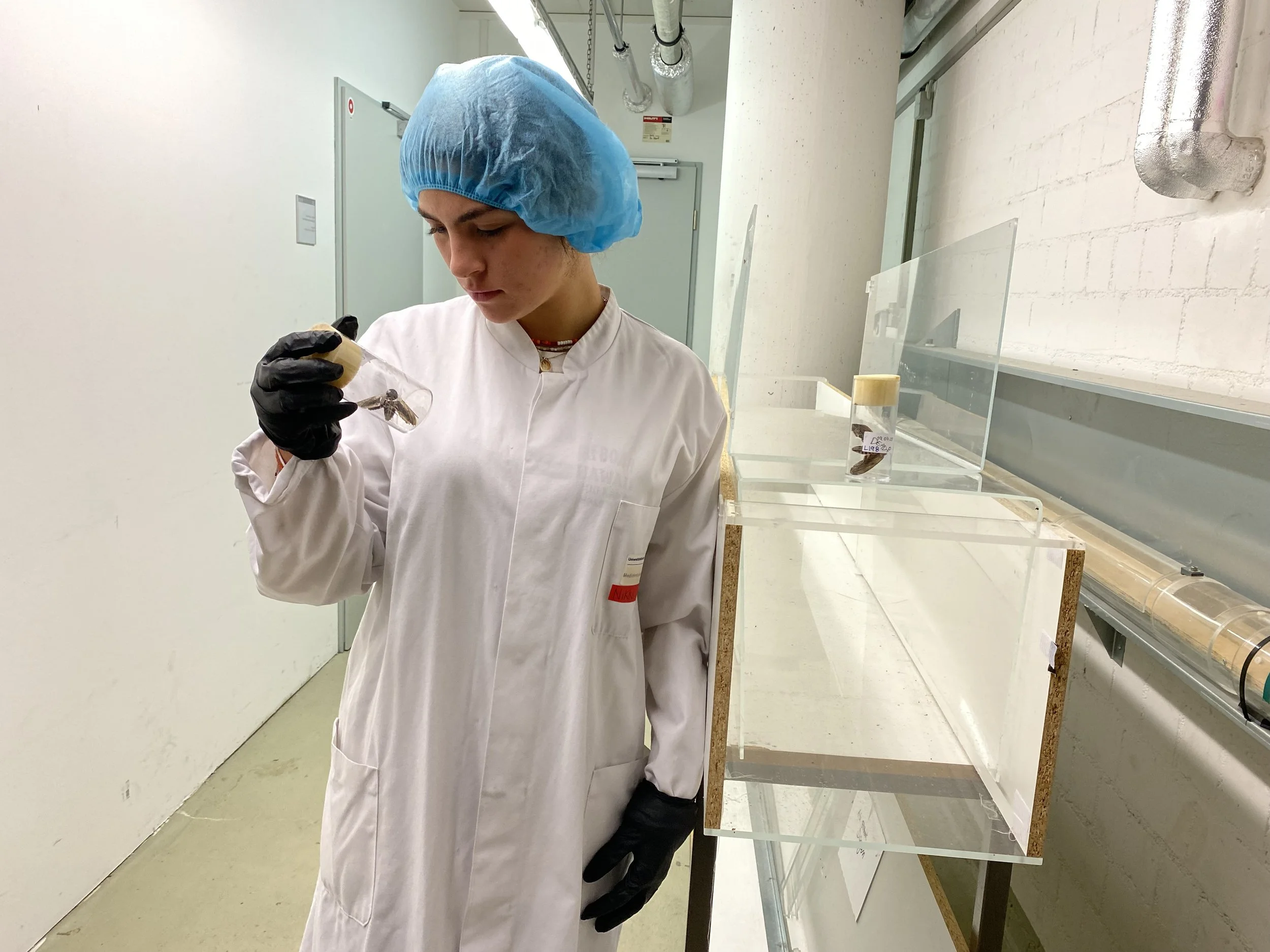 Moth Experiments in Germany University of Wuerzburg.jpeg