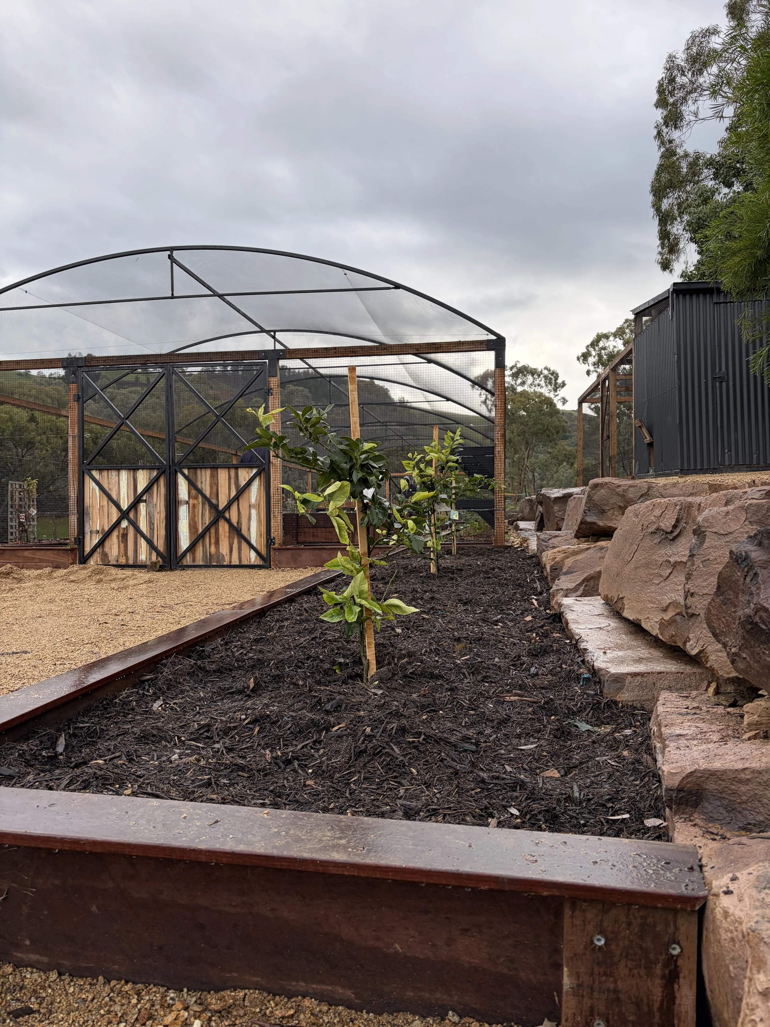 Fruit trees and orchard.jpeg